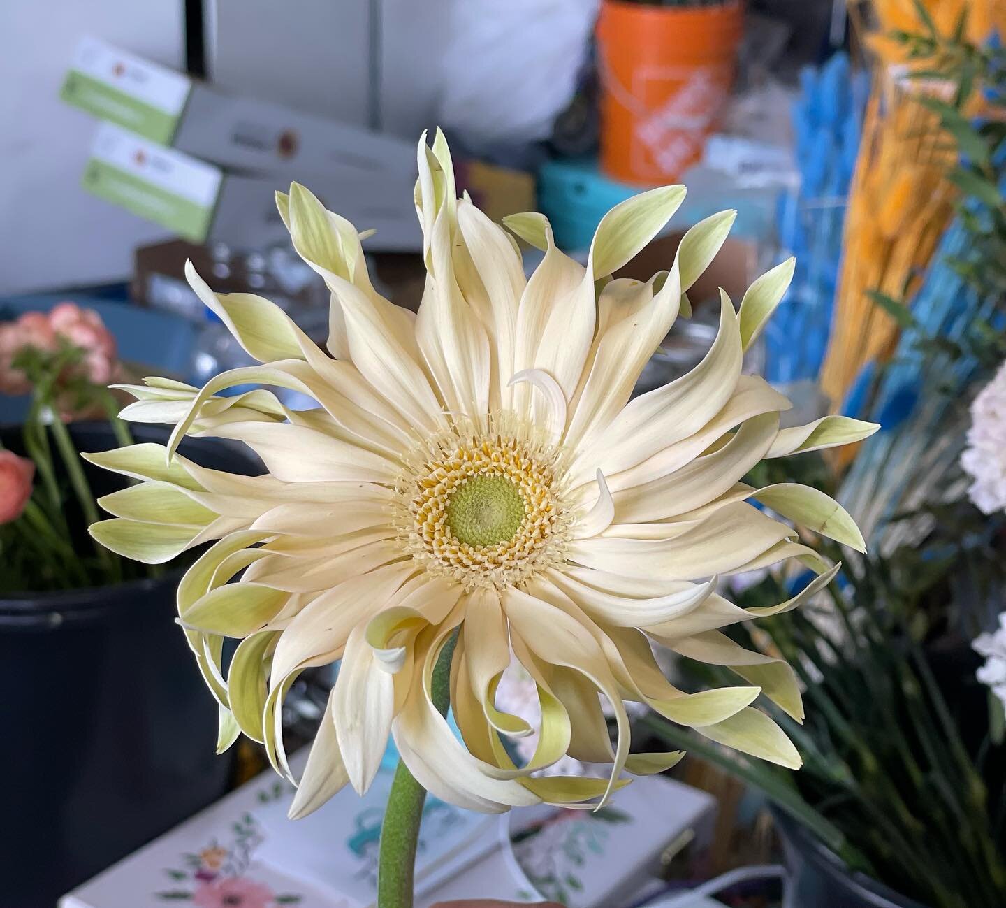 Happy Delivery Day from this Gerbera with Pasta Noodle Petals! 

It&rsquo;s Subscription Delivery Day, and we can&rsquo;t wait for you to see what we have in store for you this Month! 

#yegflowersubscription #yegflowers #yegflowershop  #yegshoplocal
