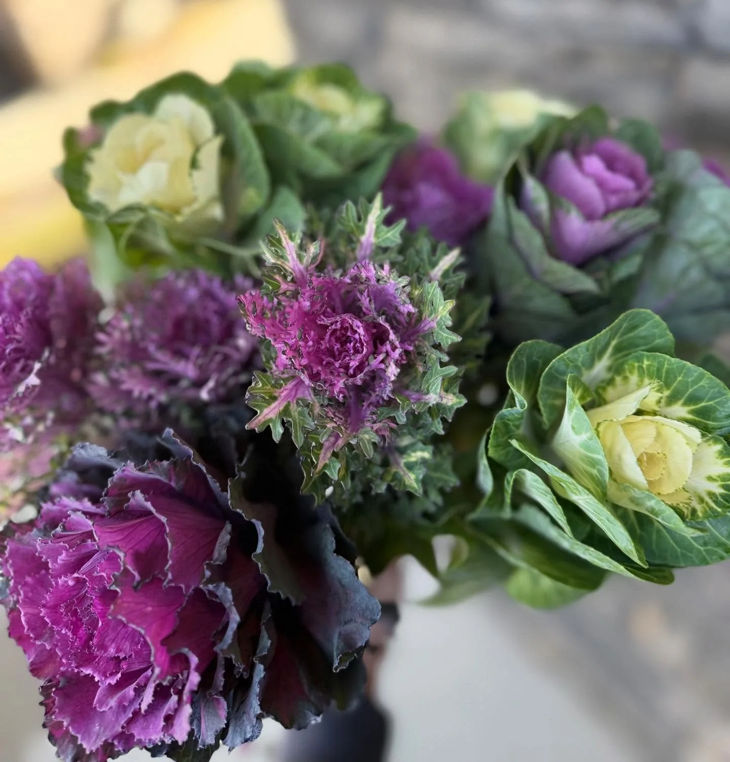 Just some pretty kale for the grid, because I’ve been loving it this fall!