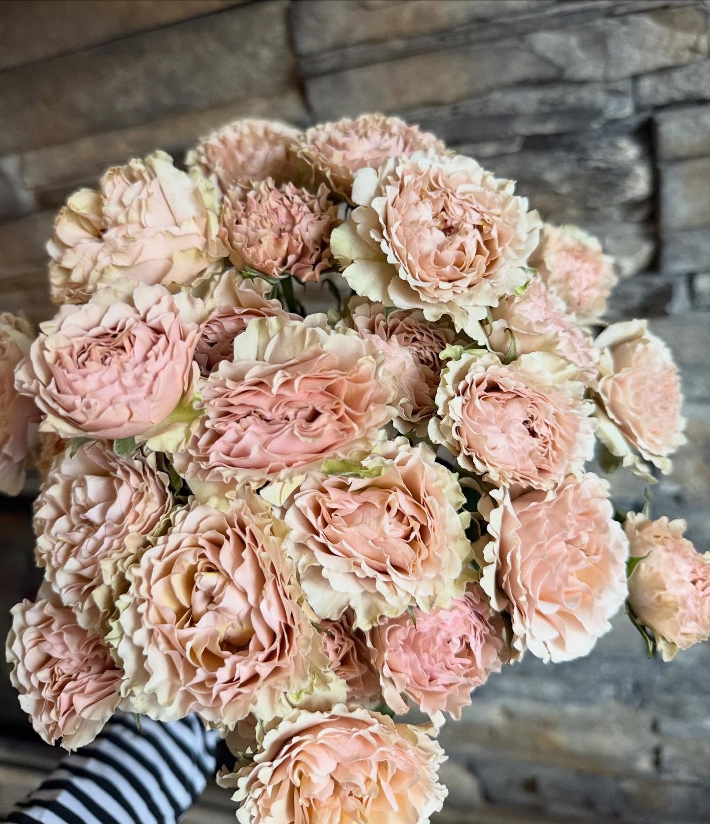 Attention Rose Lovers! Have you ever seen anything like this?! 

Can&rsquo;t get over the ruffled petals in this stunning spray rose! Just had to share!