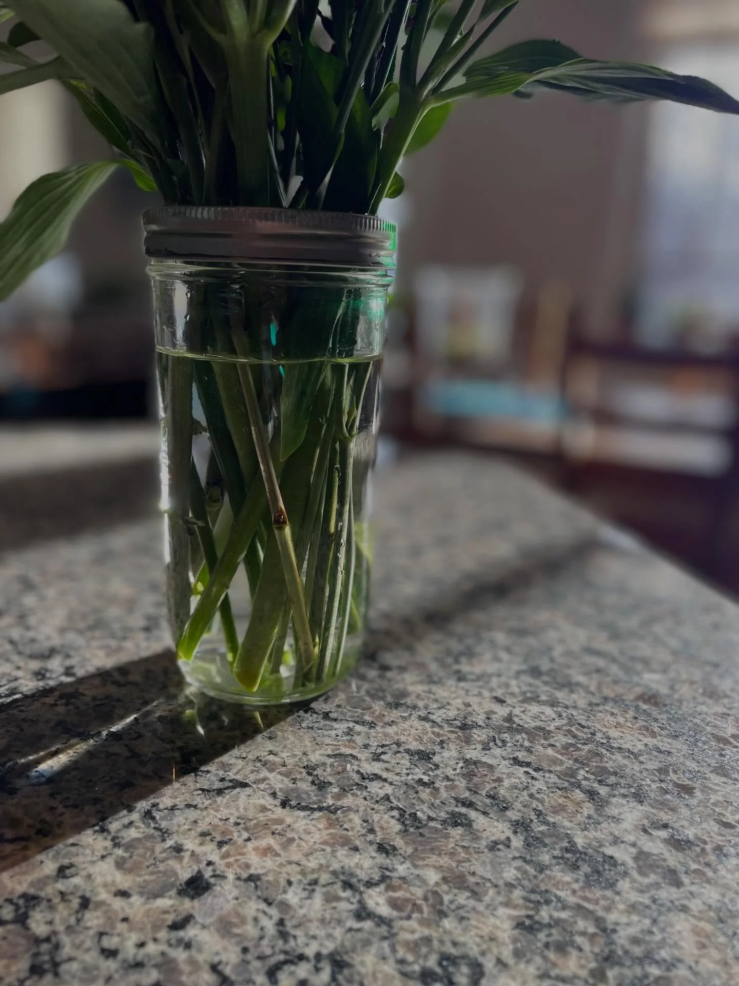 A small thing that makes a big difference for fresh flowers 💧

Change the water every couple of days, and give the stems a quick trim when you do.

Fresh water helps slow down bacteria growth, and trimming the stems reopens the cells that move water