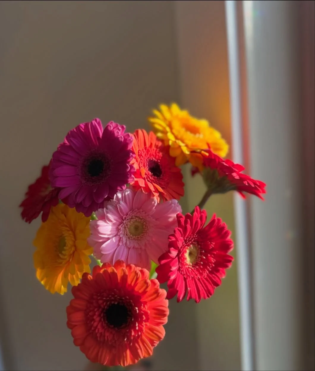 Colour therapy, courtesy of this week&rsquo;s flowers 🌈

Bold blooms, warm light, and full spring energy showing up early.