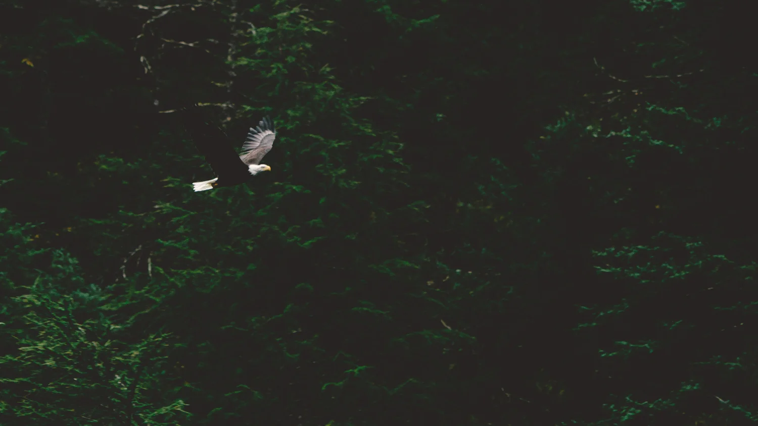 Alaska replichrome    -37.JPG