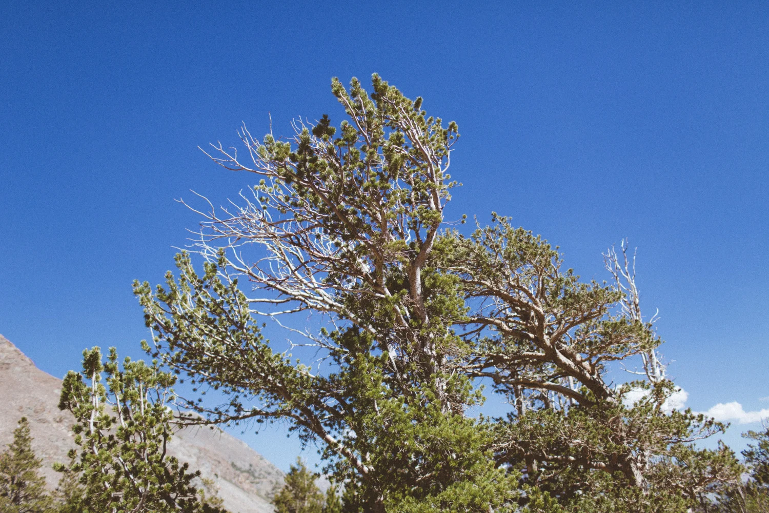 yosemite edits   -53.JPG