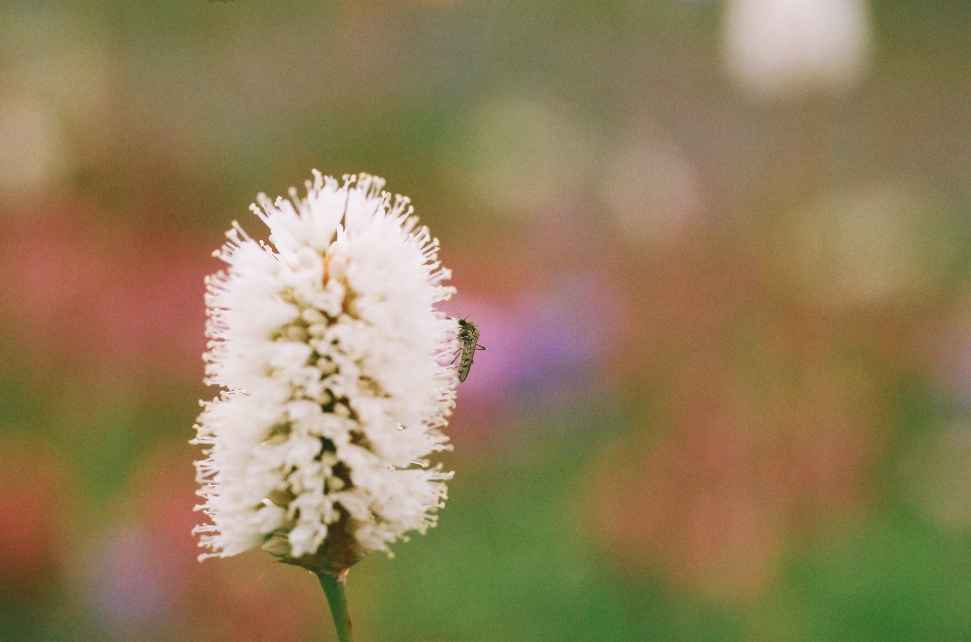 Film is not dead 219.JPG