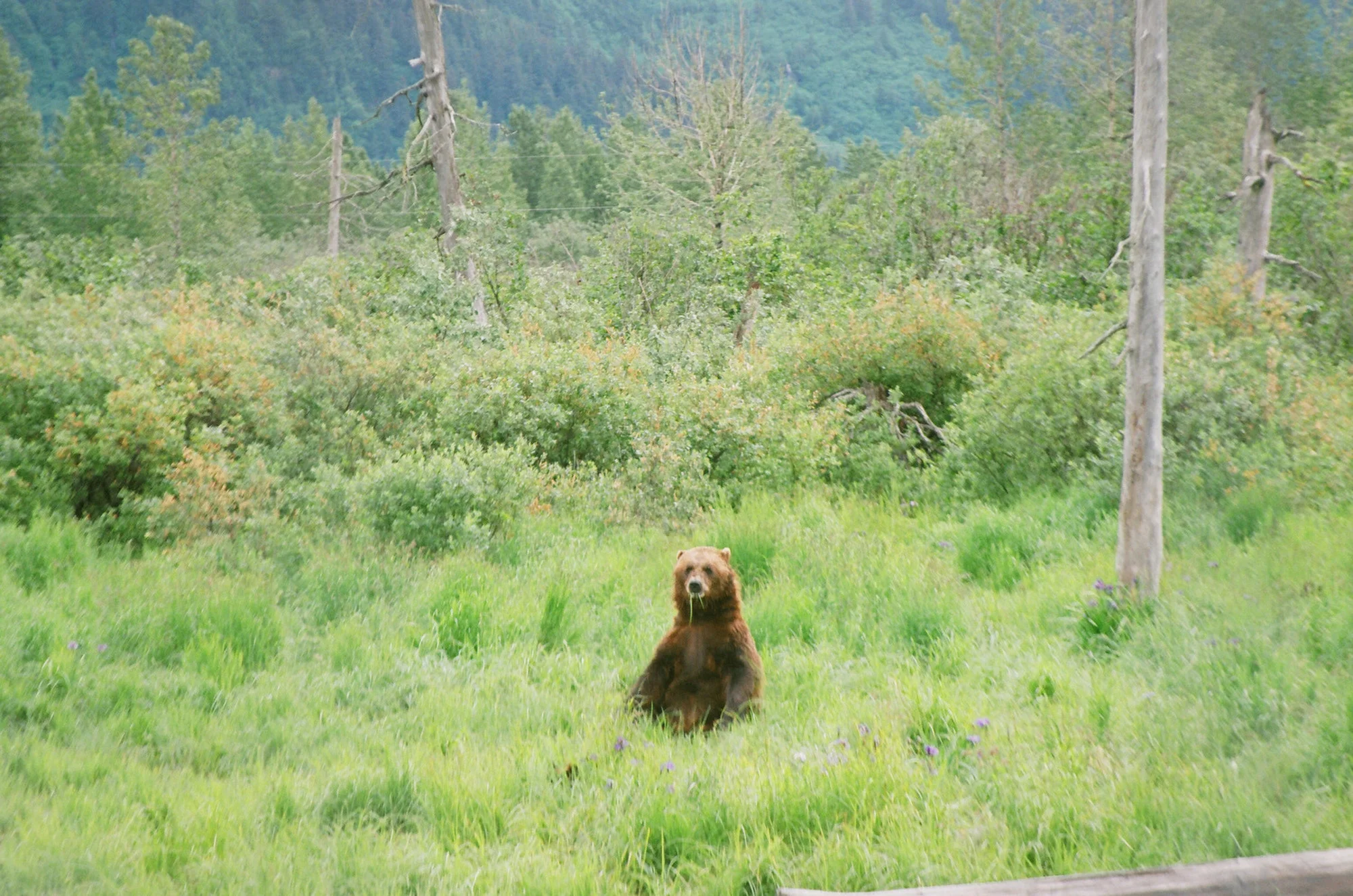 Film is not dead 245.JPG