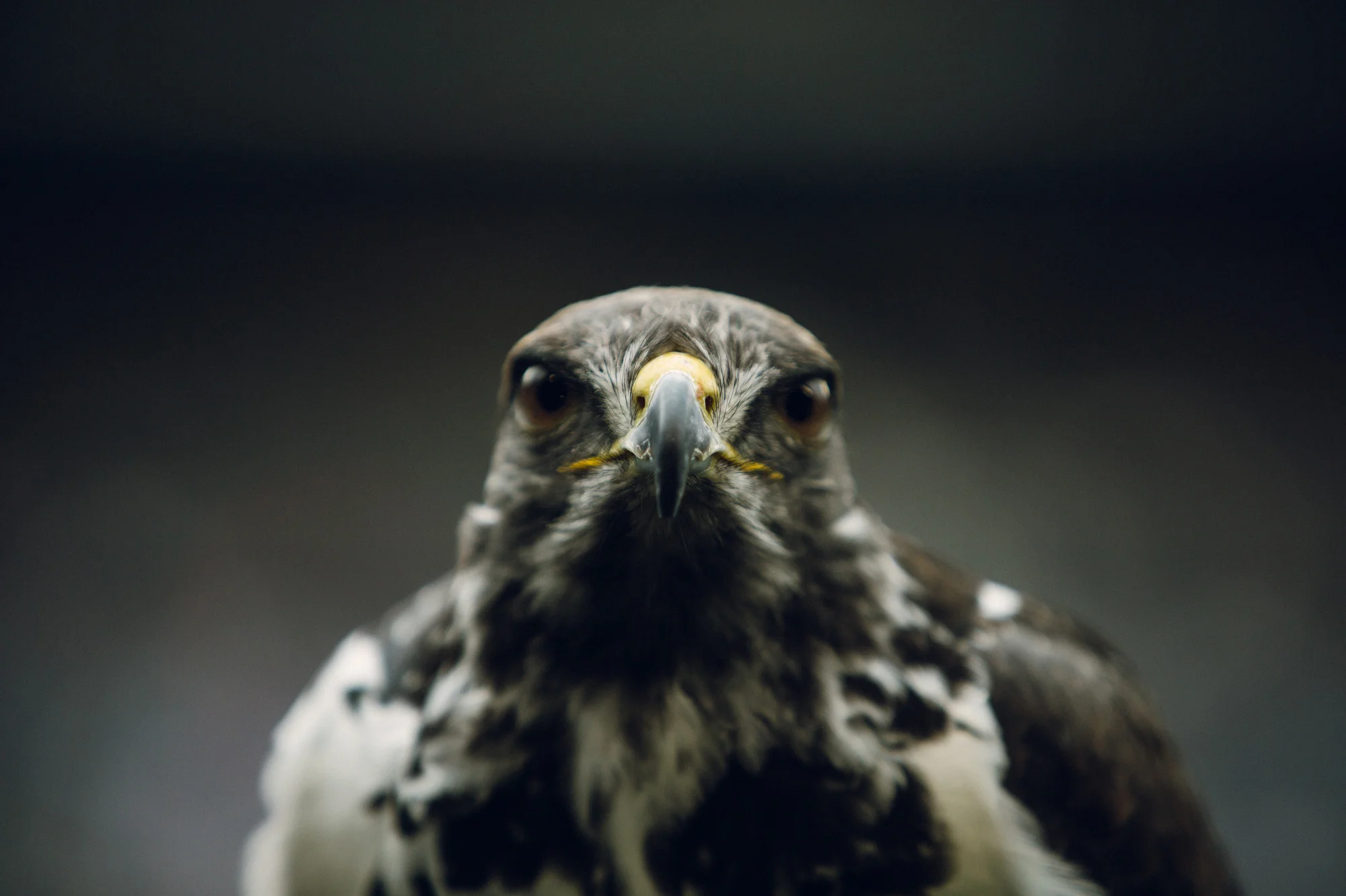 Seahawks Chargers Repli  -63.JPG