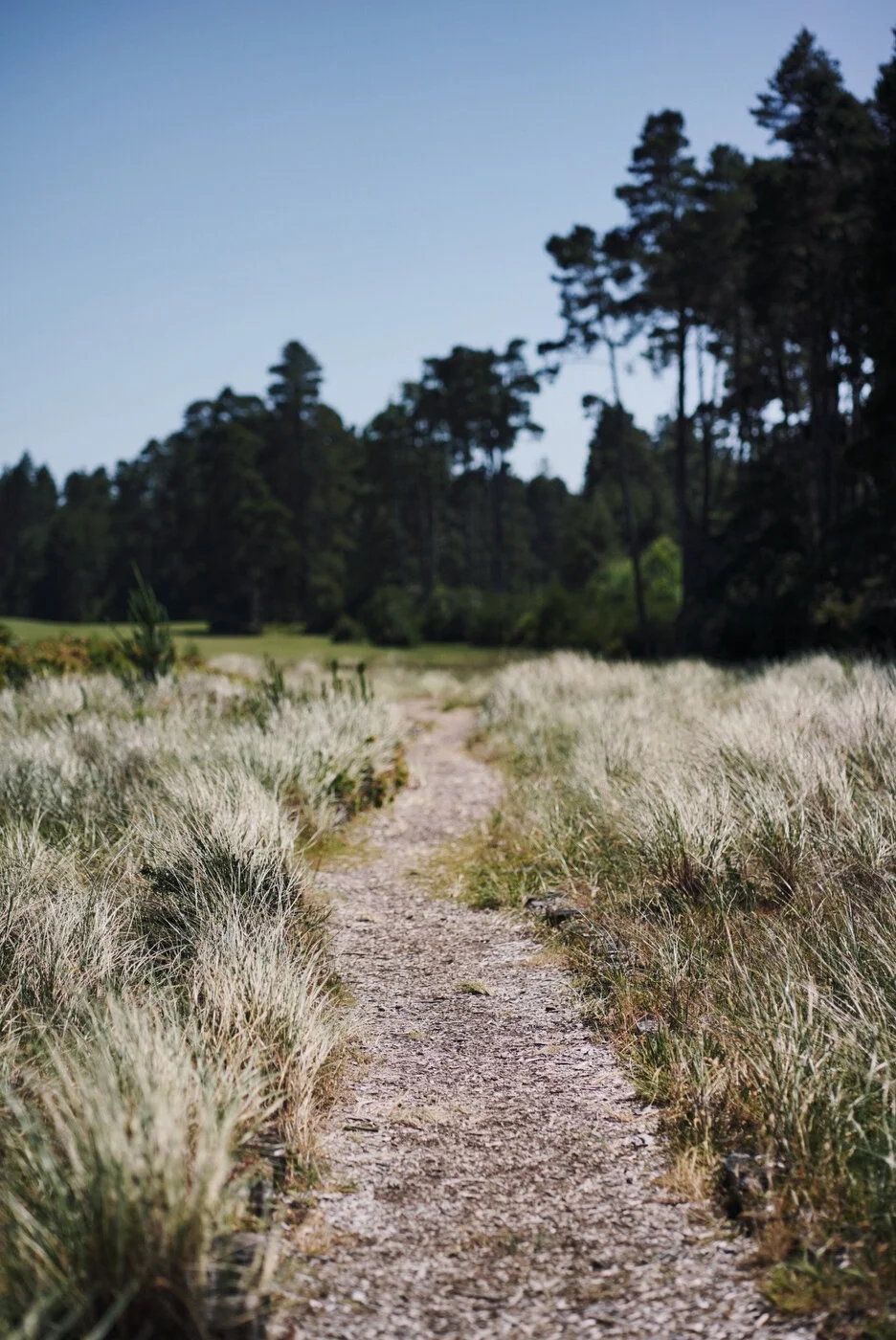 Bandon Dunes - Jeff Marsh 153.JPG