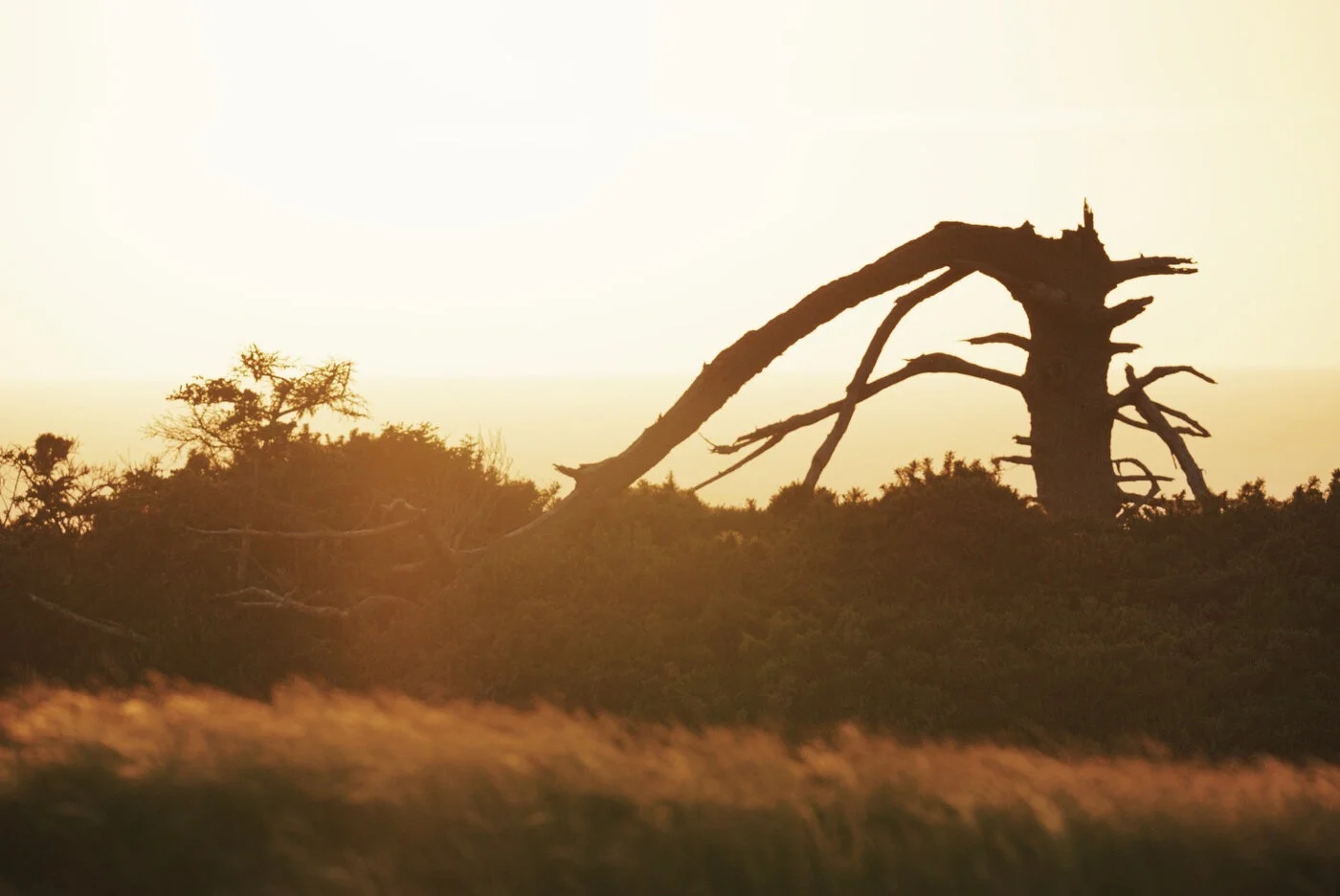 Bandon Summer Quick Edits 84.JPG