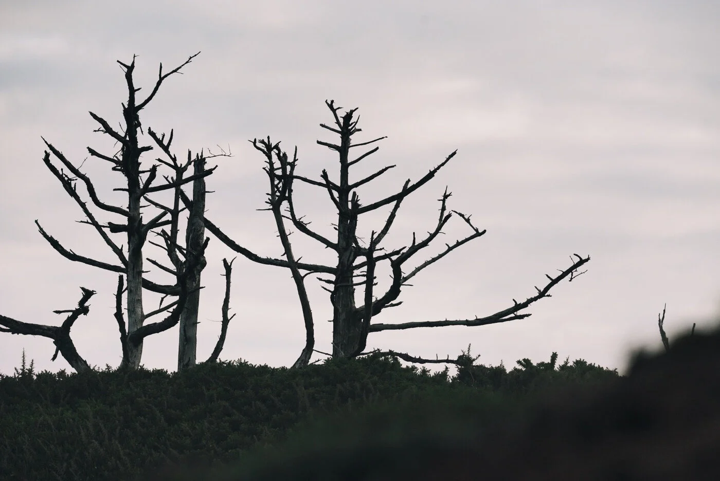 Bandon Summer Quick Edits 230.JPG