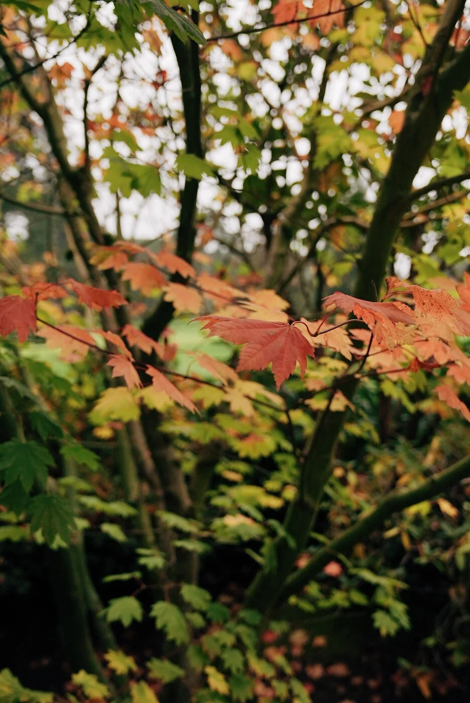 TACOMA CGC - 142.JPG