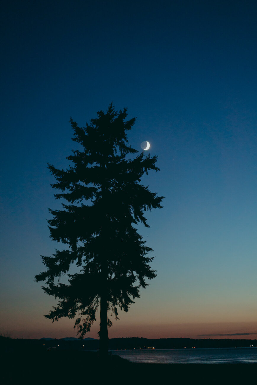 Lone Fir on 16th Tee at Chambers Bay