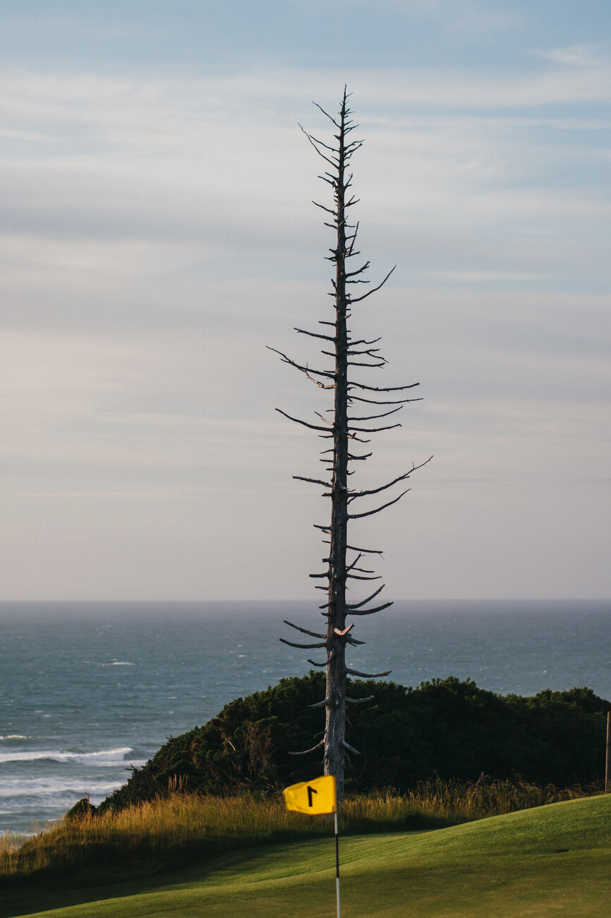 1st at Sheep at Sunset