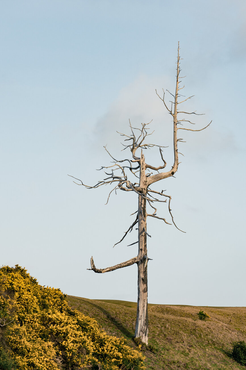 Ghost Tree - Old Mac