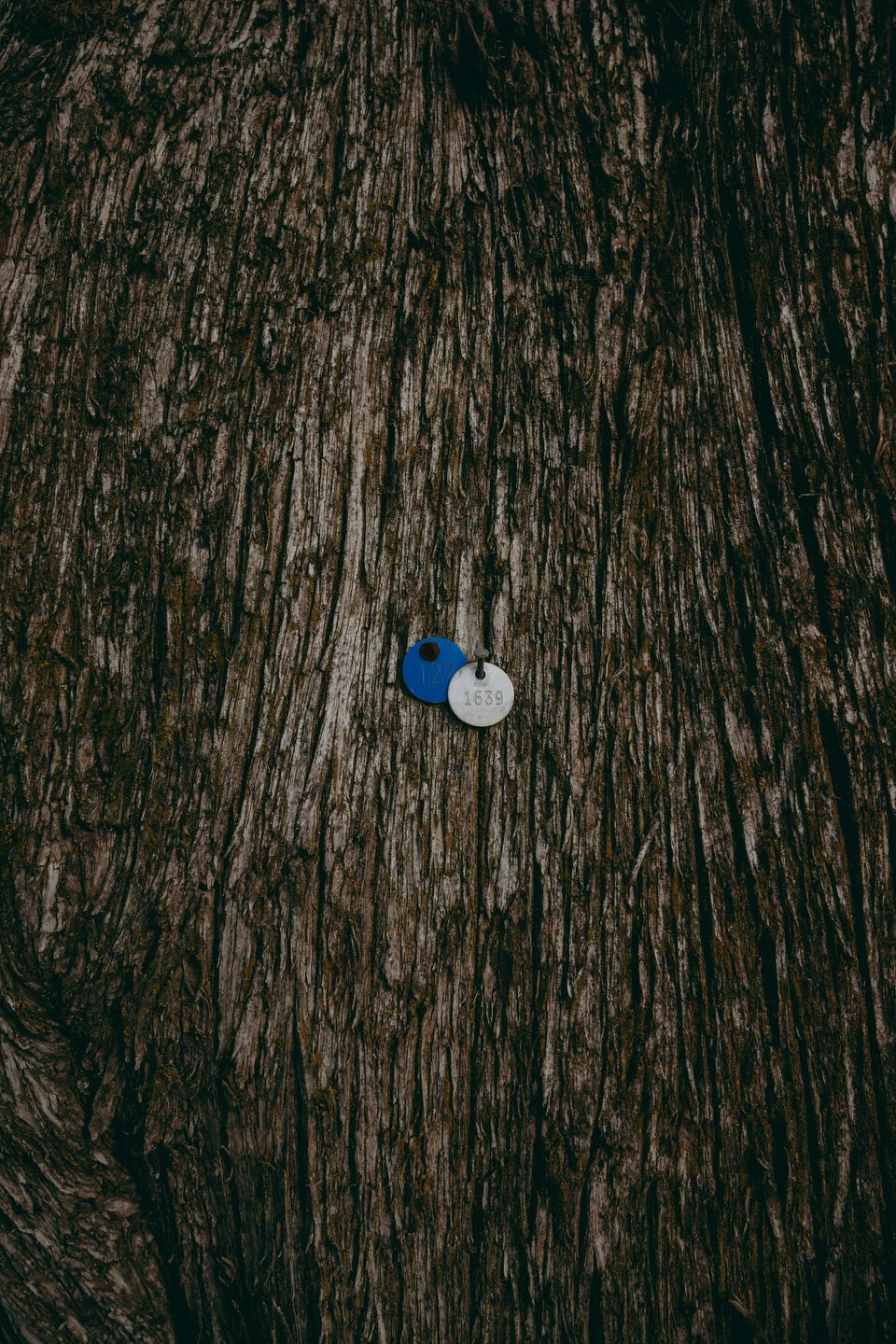 Olympic quick edit -3.JPG