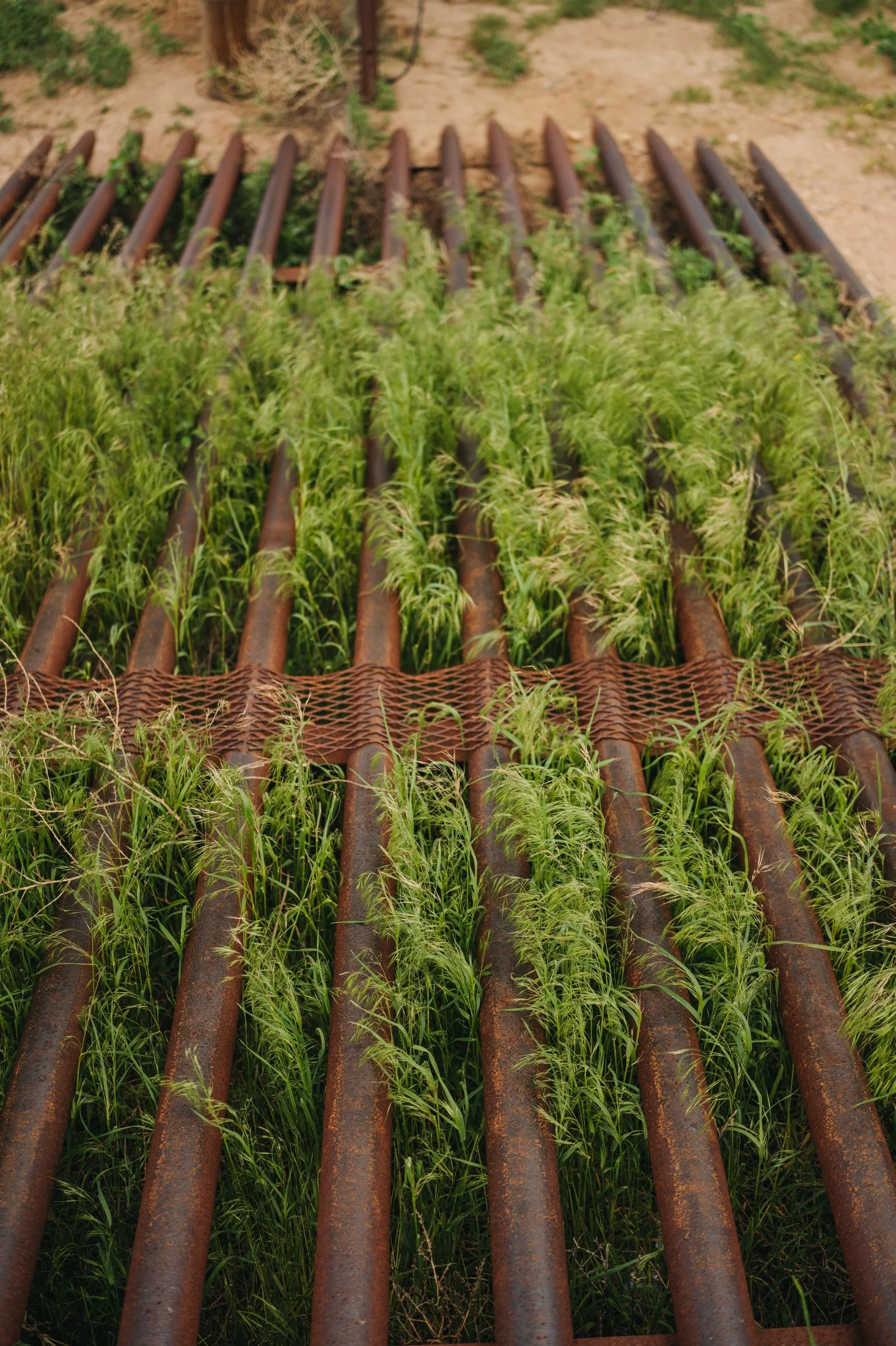 Rodeo Dunes - web size - Marsh 35.JPG