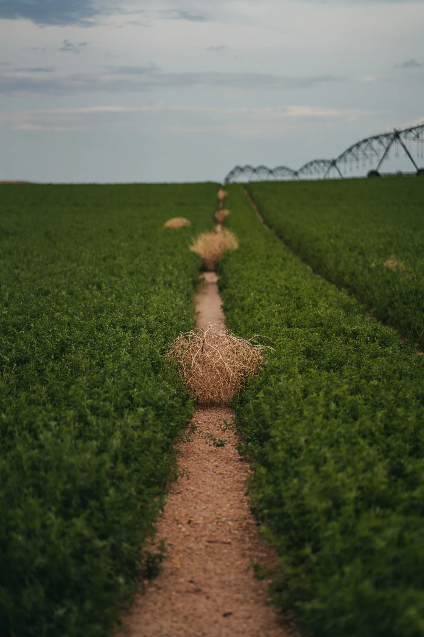 Rodeo Dunes - web size - Marsh 49.JPG