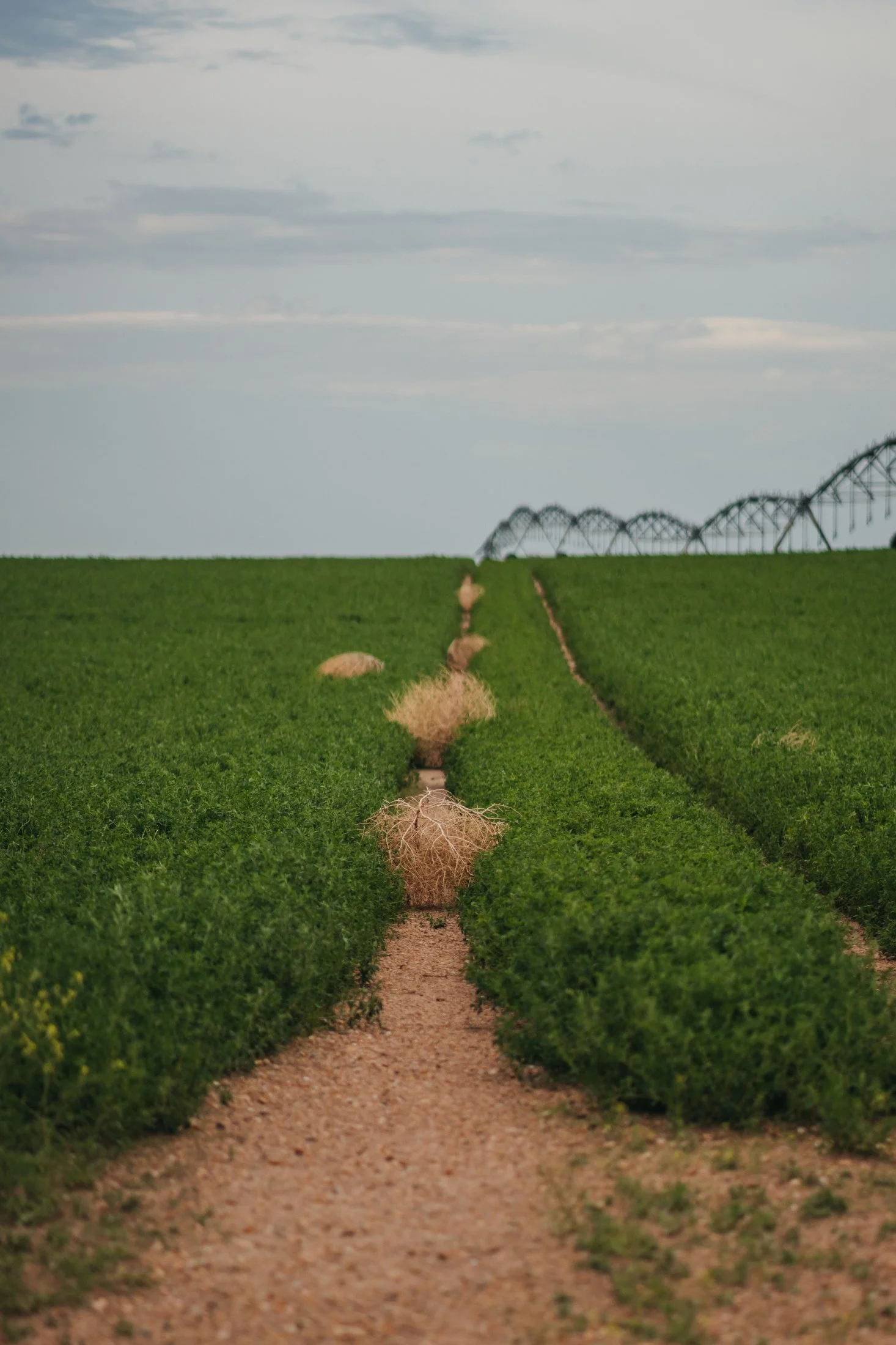 Rodeo Dunes - web size - Marsh 50.JPG