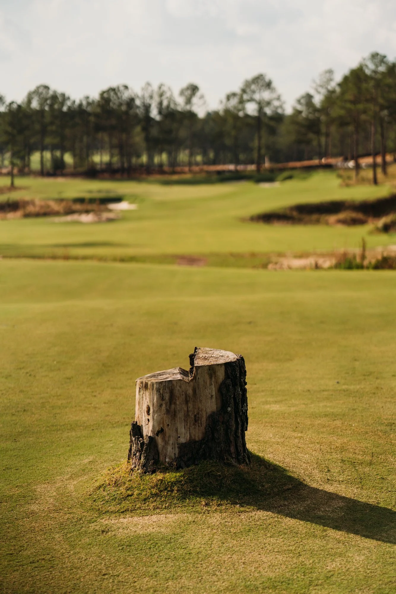 Tree Farm Photos 2023 Marsh - 55.JPG