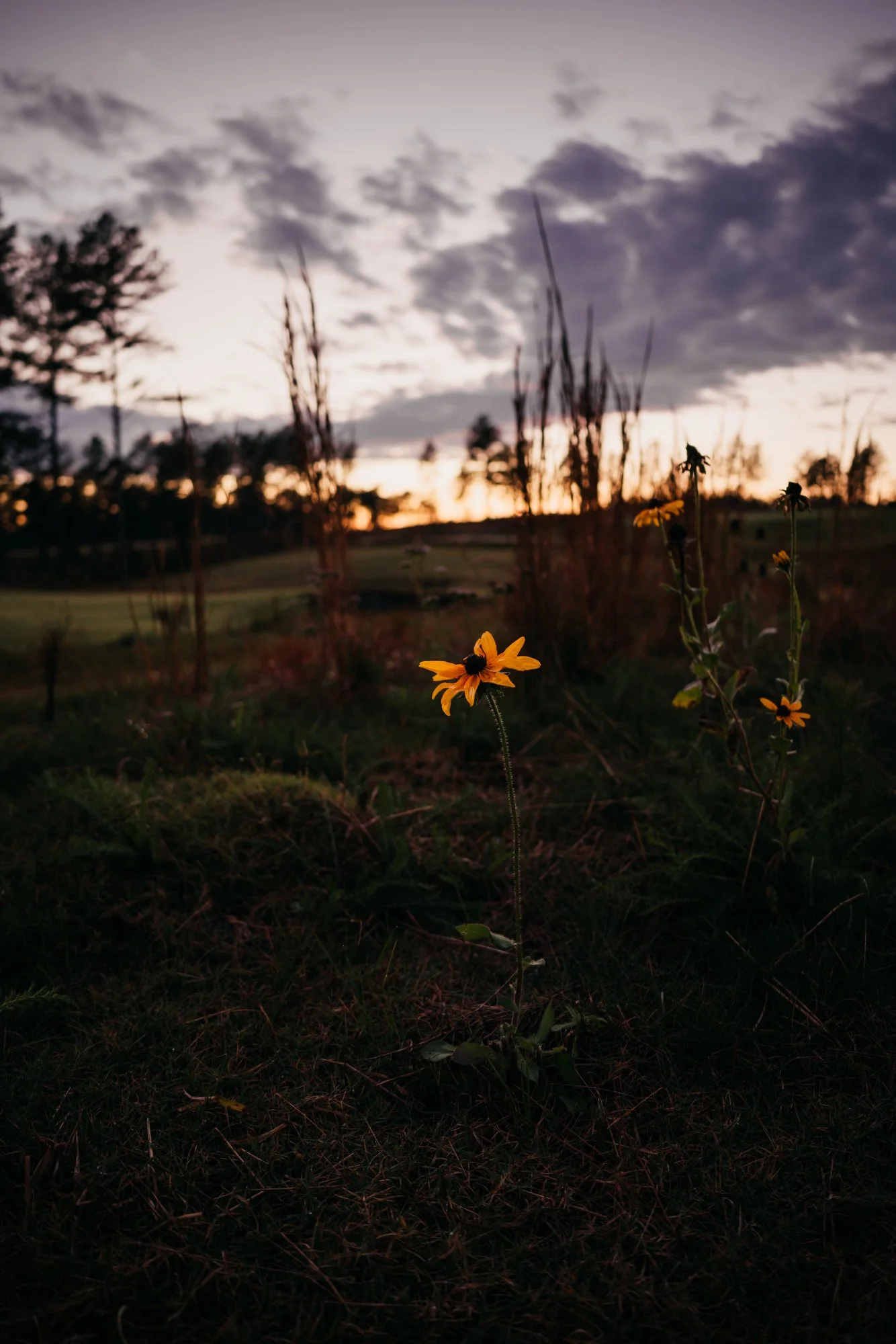 Tree Farm Photos 2023 Marsh - 94.JPG