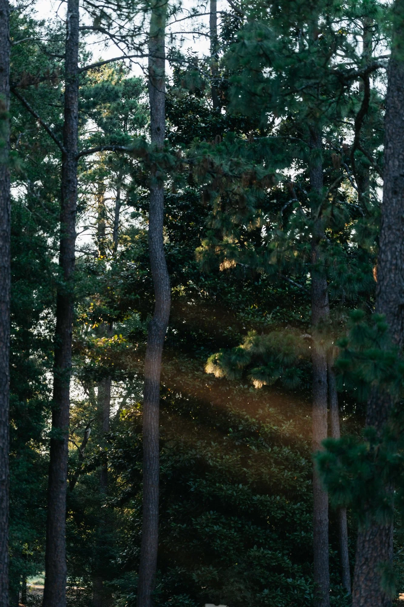 US Open Pinehurst Photos Marsh 165.JPG