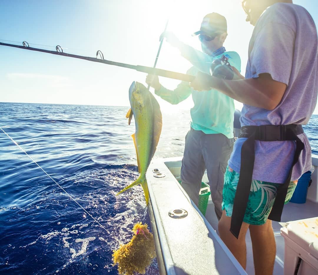 Had some beautiful weather a couple days ago on a half day with meritt and grant, here's a few of the pictures that @mgrayharrison took on the trip. 
#GUARANTEEDFISH 
#Hopalong #rambo27 #fantasticcharters #mahi #keylargo #mm💯 #flkeys #charterboat #o