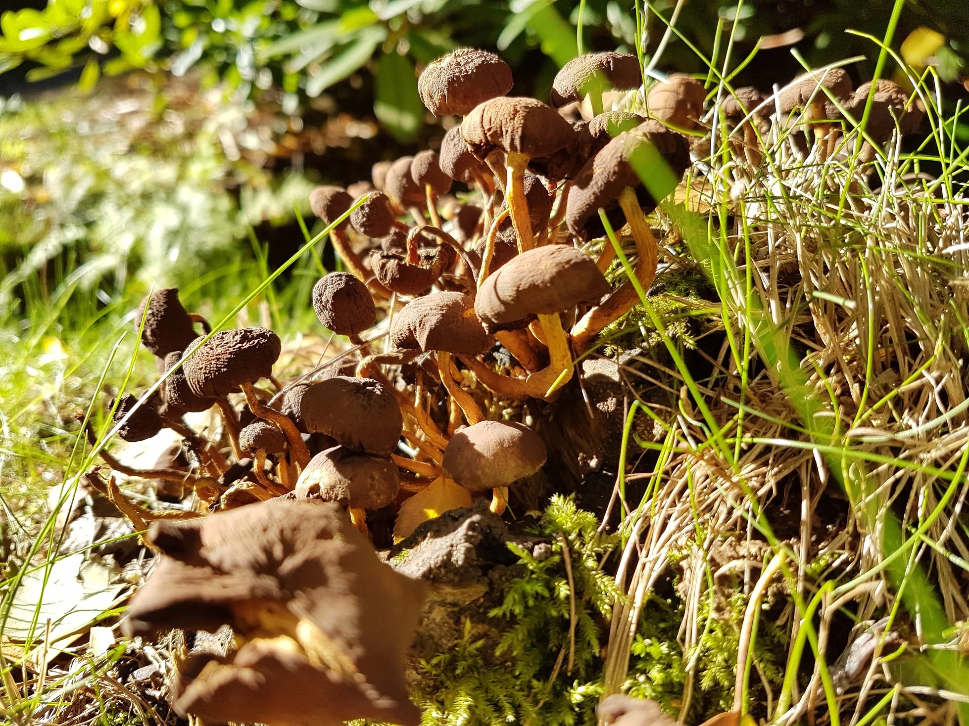 20180925_Tjuvahålan_33.jpg