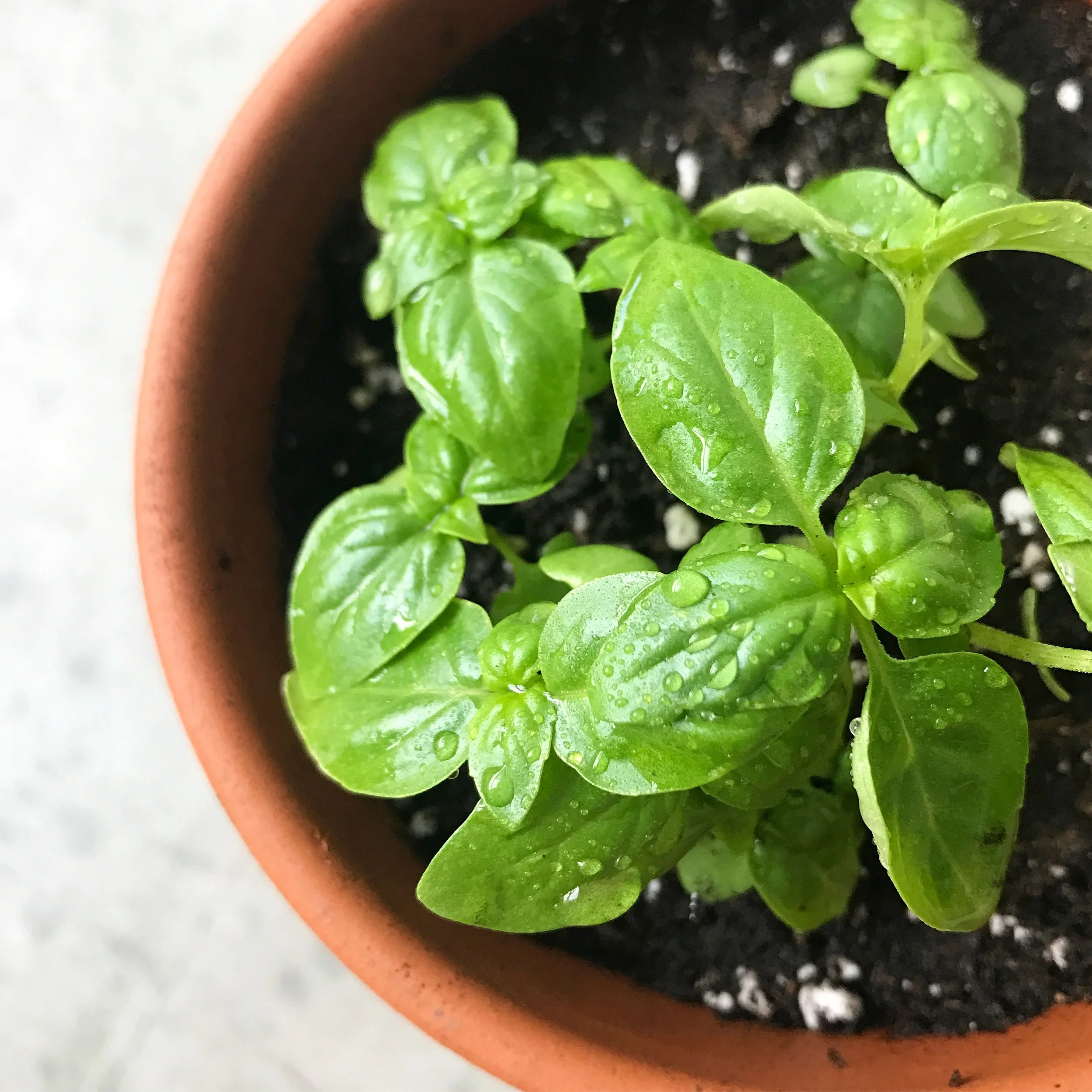  Homegrown basil 