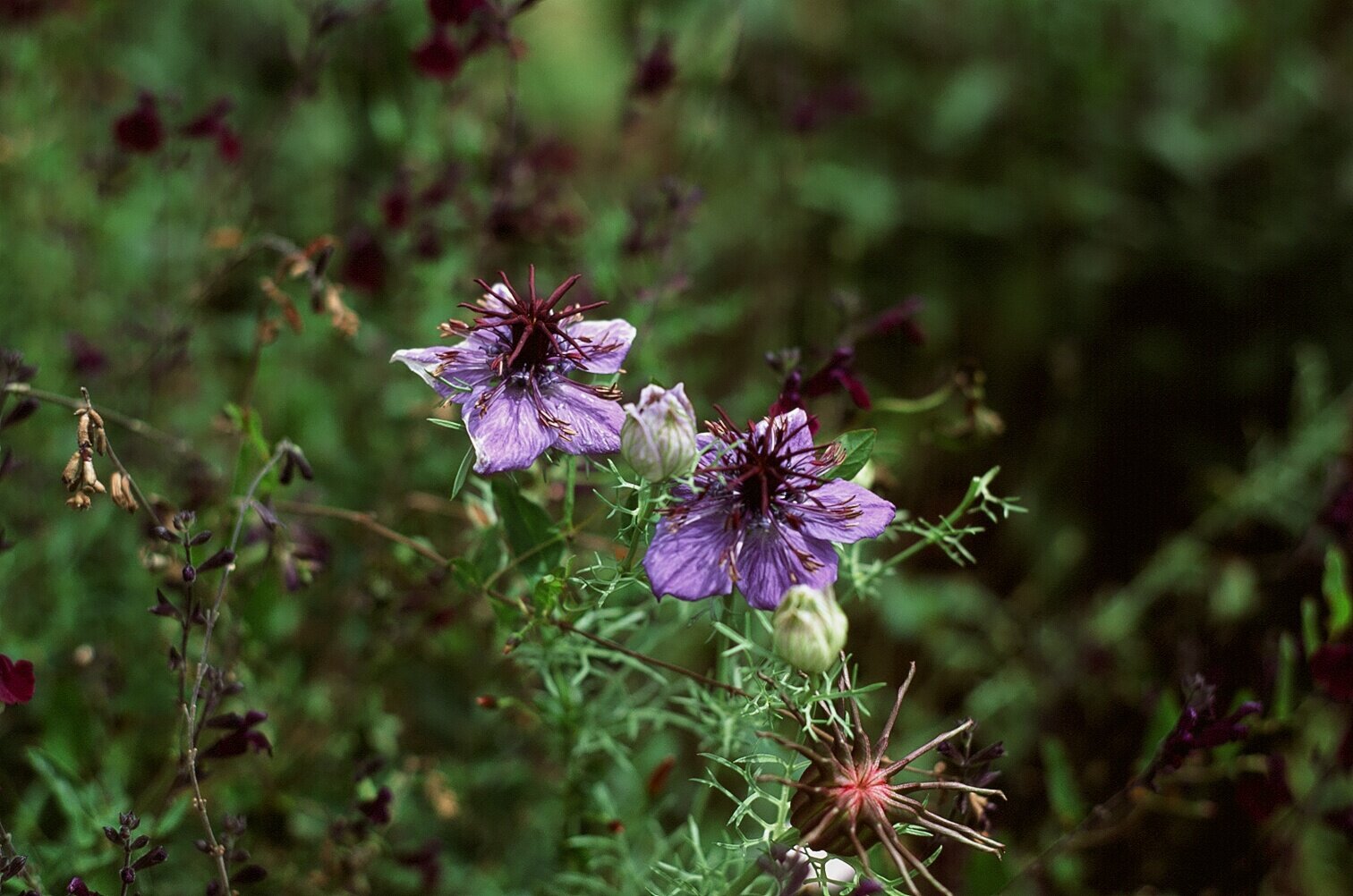 Nigella flowers