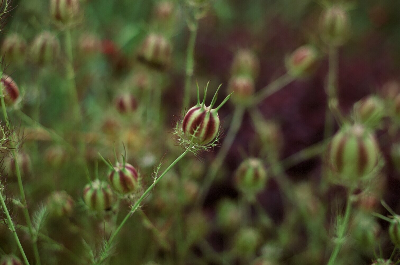 Nigella seedheads