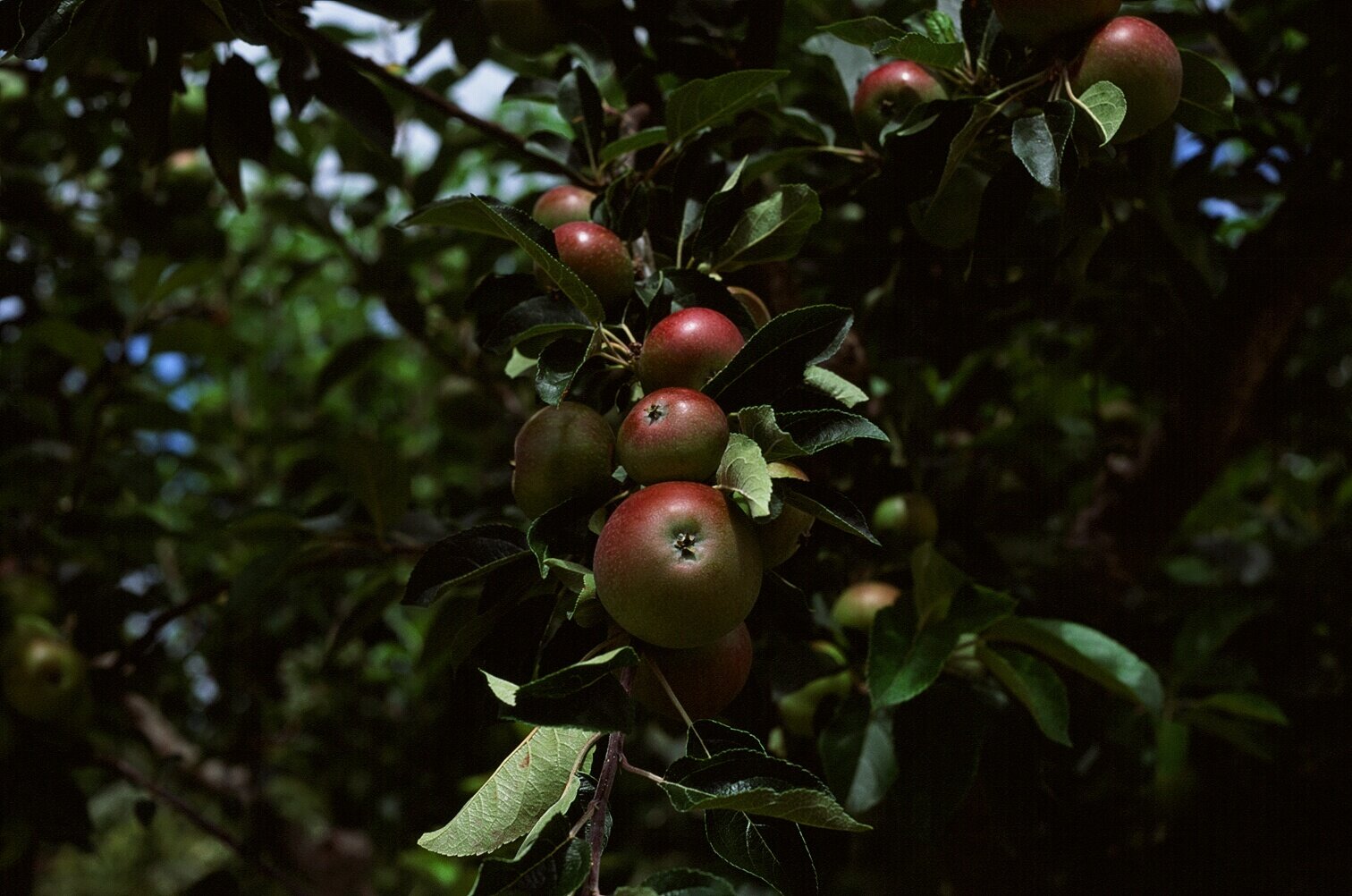 Apple Trees in the Mildmay Garden