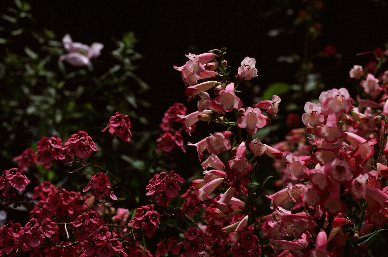 Diascia + Penstemon