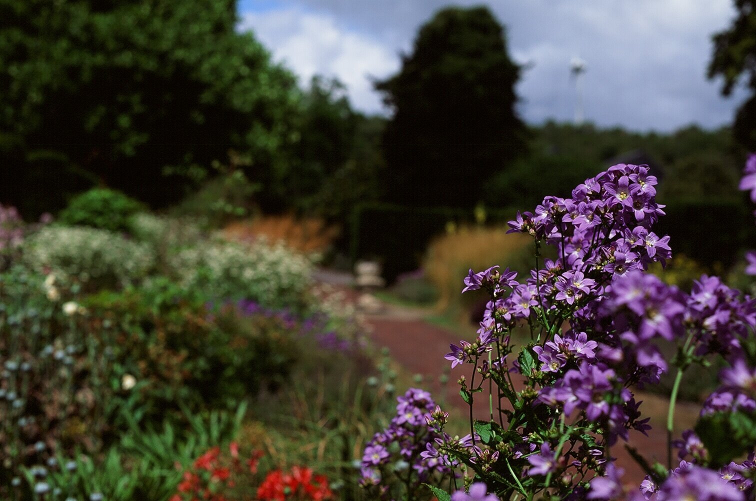 Campanula