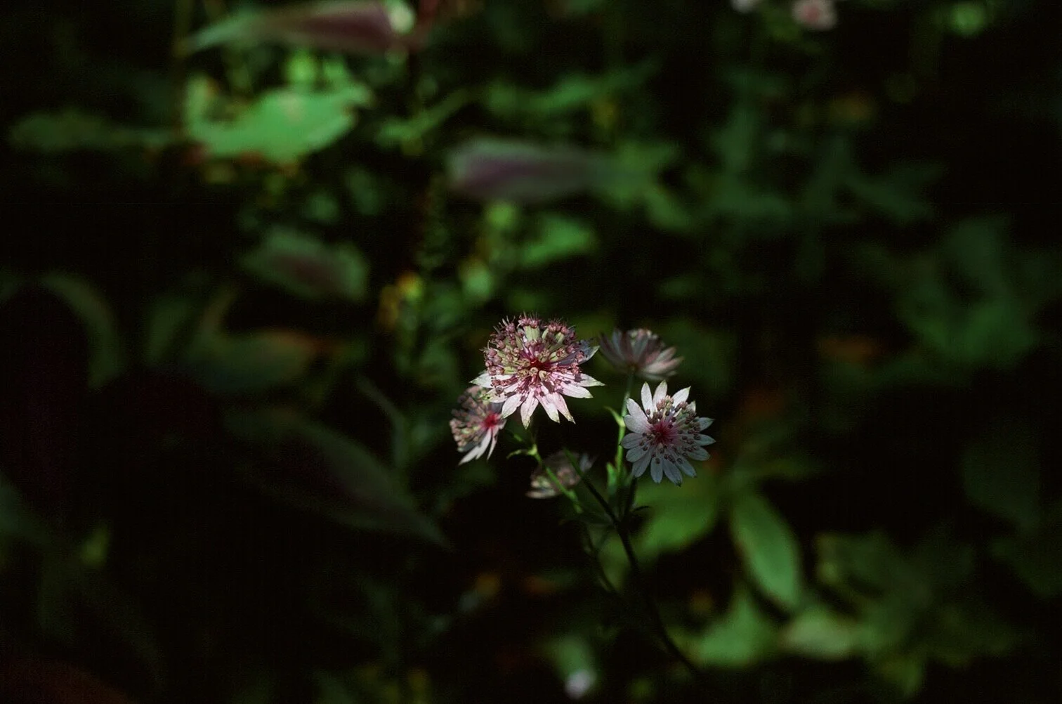 Astrantia .jpg