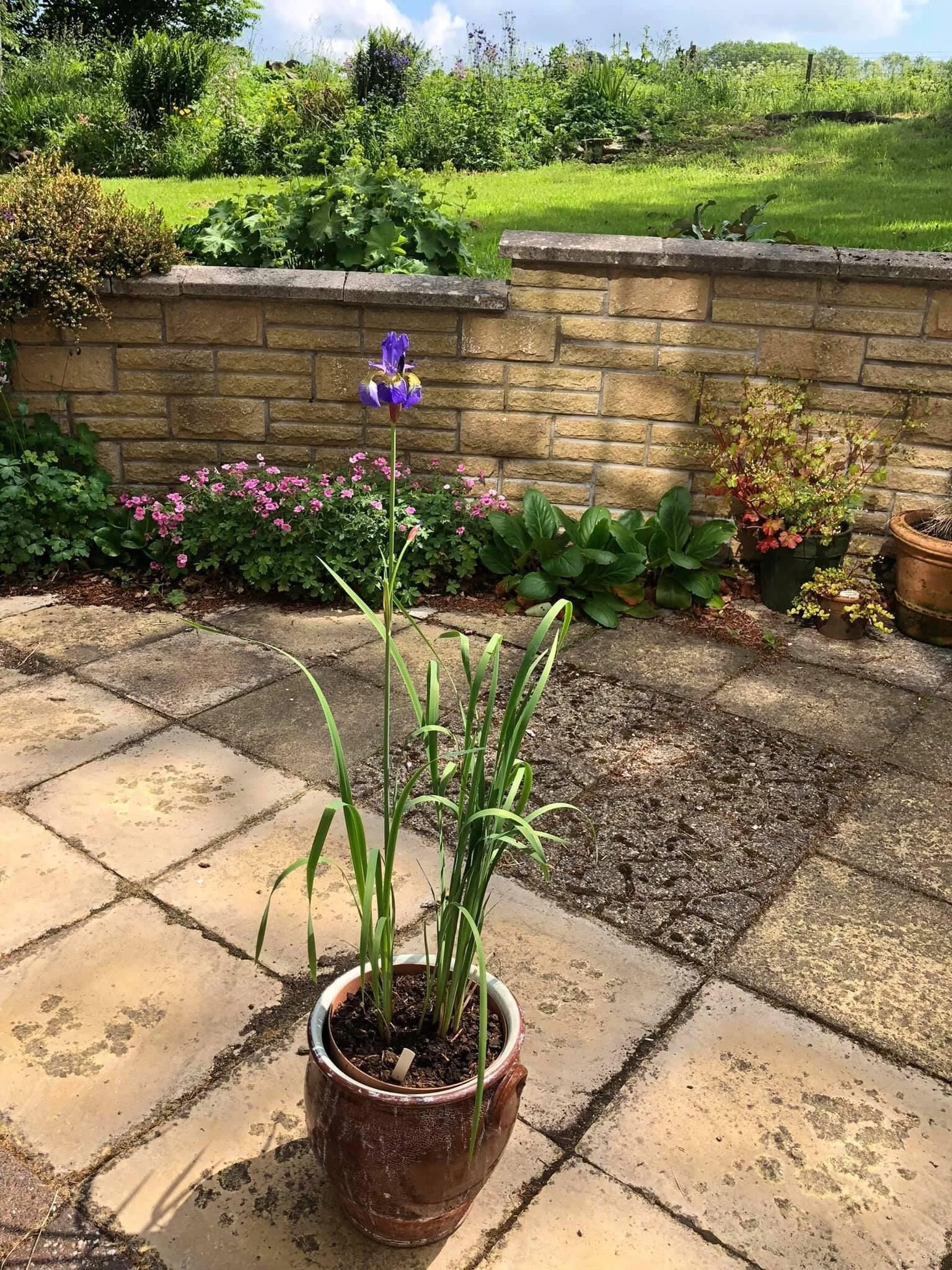 Katie, Gardening in Aberdeenshire