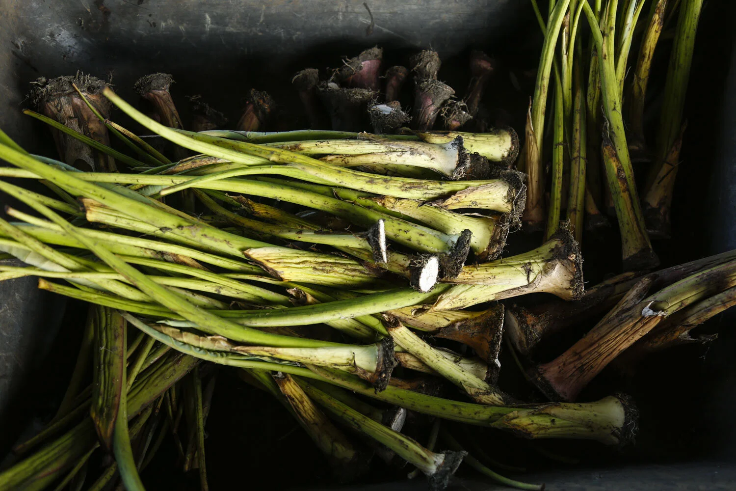 Support Good Food and Agriculture Bills!