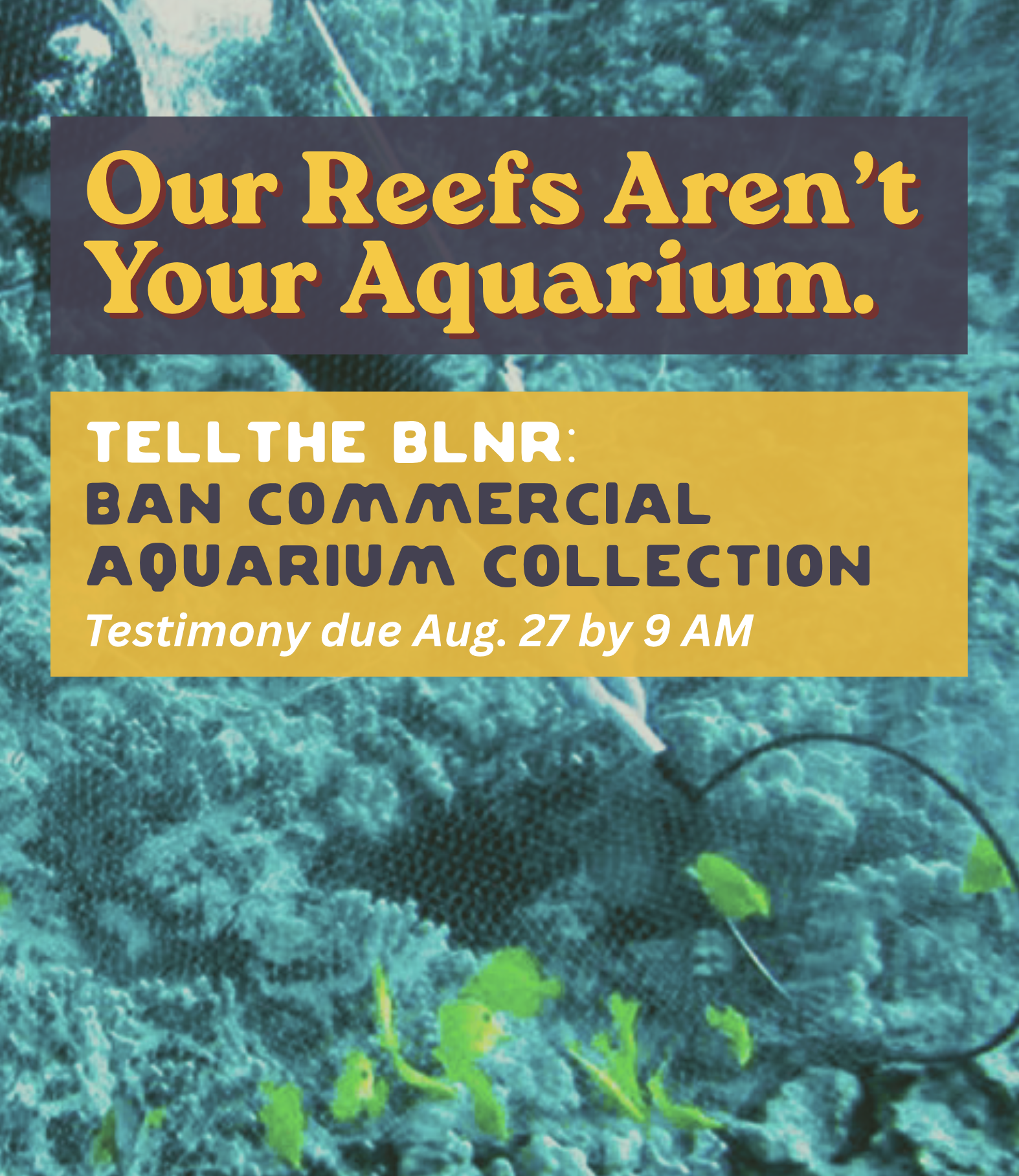 🚨 ACTION ALERT: Tell BLNR to Ban Commercial Aquarium Collection Statewide
