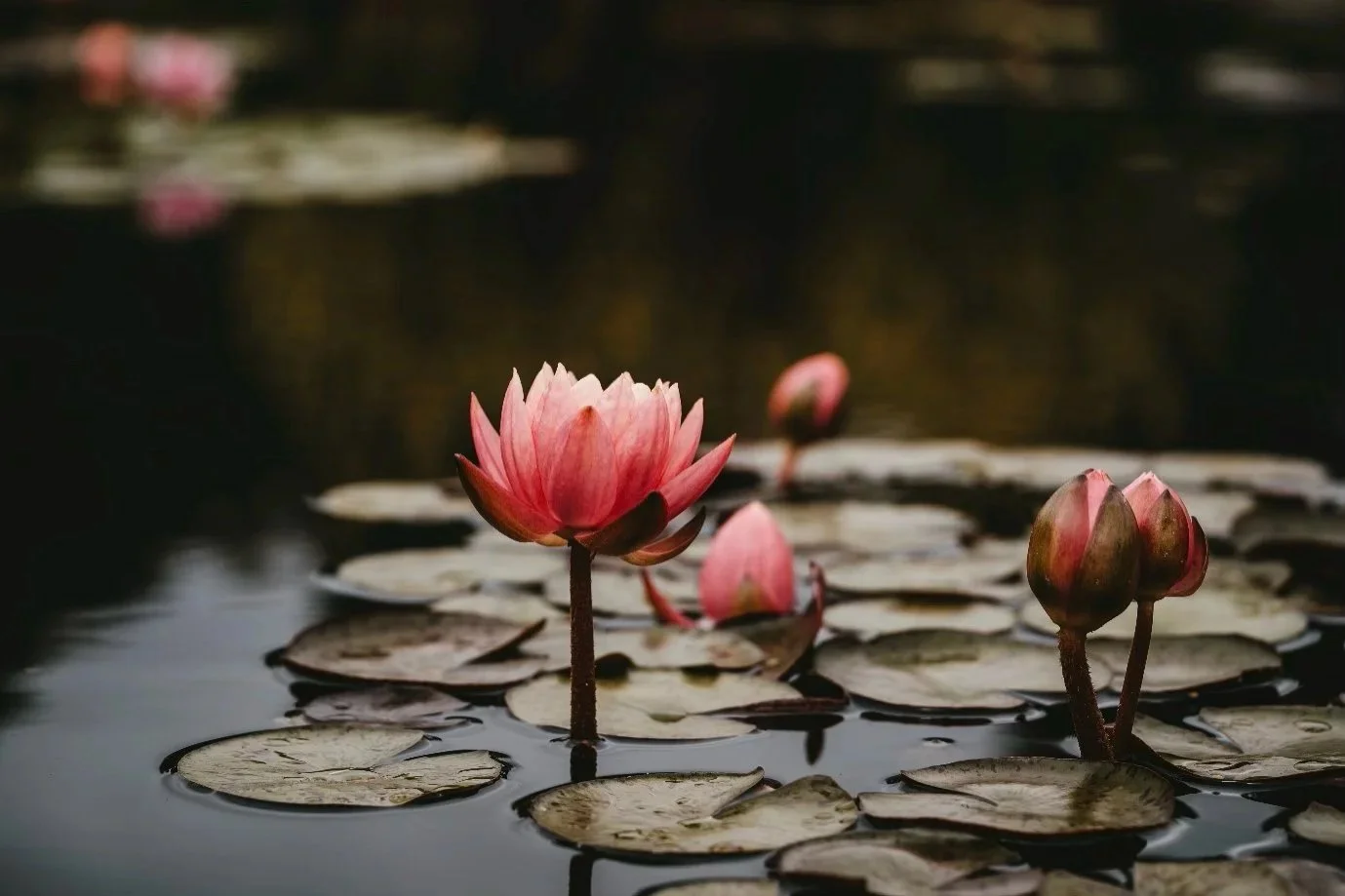 Yoga Nidra – A short training course