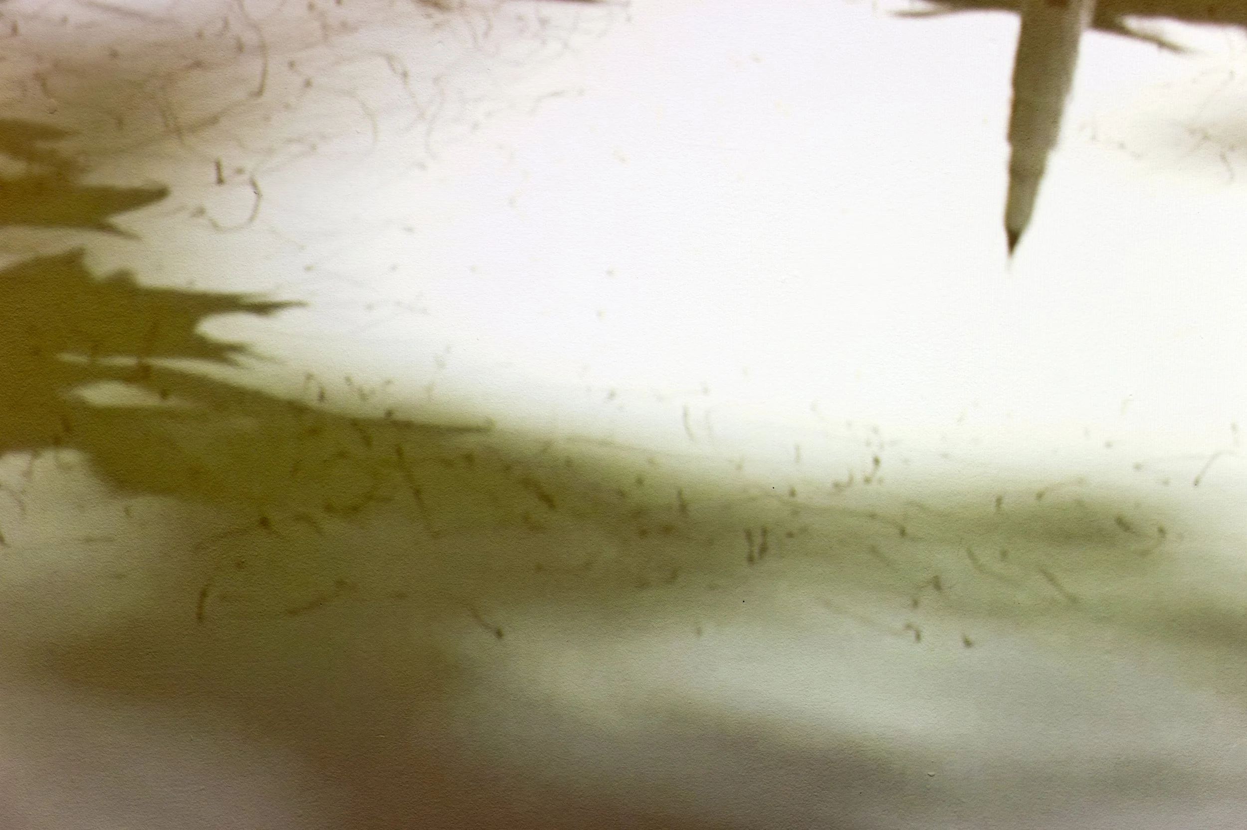 45.Tim Knowles, Acer.jpg