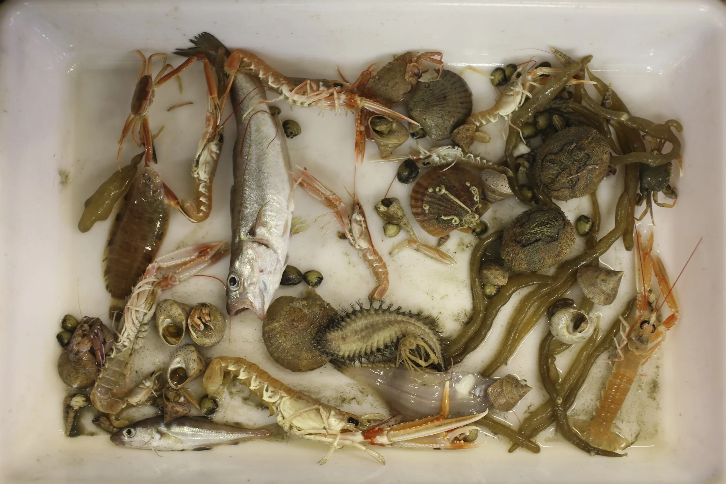 Day 2 - memory game.jpg