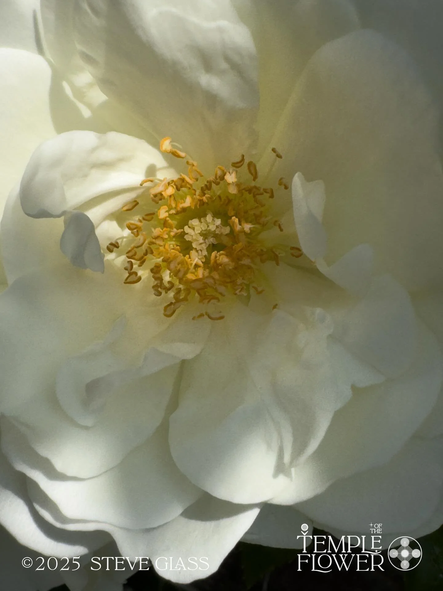 🌹🌹🌹
Rose
Temple Flower
#001 
Emanation of Love, Divine Feminine, sublime Ocean, Gentle powerful guide to 
Unity Within. 

The Rose is Love, given, received and shared, accessible to All. 

144 expressions of Rose 💎🌹 

#sacred #flower #temple #lo