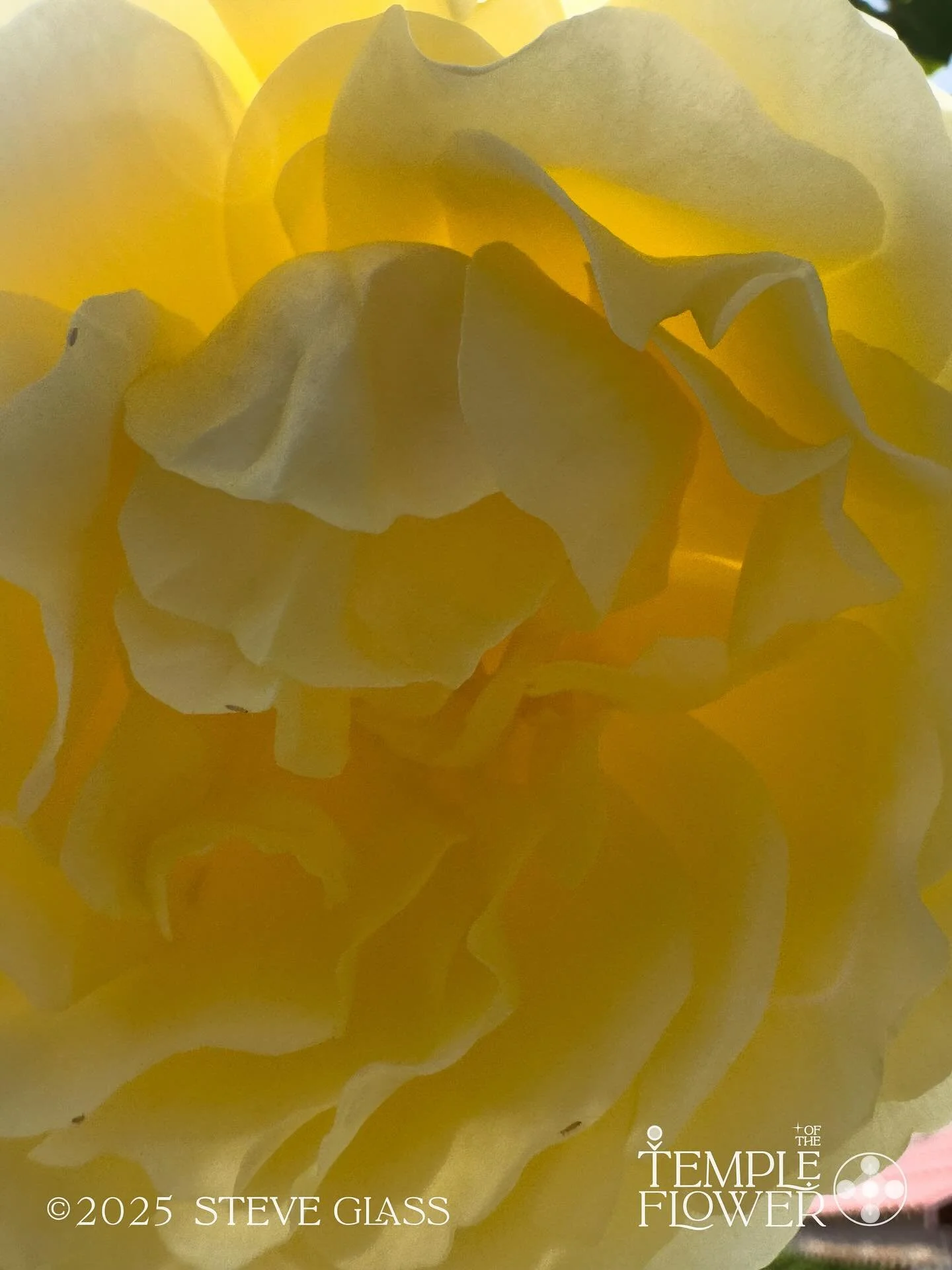 🌹🌹🌹
Rose
Temple Flower
#001 
Emanation of Love, Divine Feminine, sublime Ocean, Gentle powerful guide to 
Unity Within. 

The Rose is Love, given, received and shared, accessible to All. 

144 expressions of Rose 💎🌹 

#sacred #flower #temple #lo
