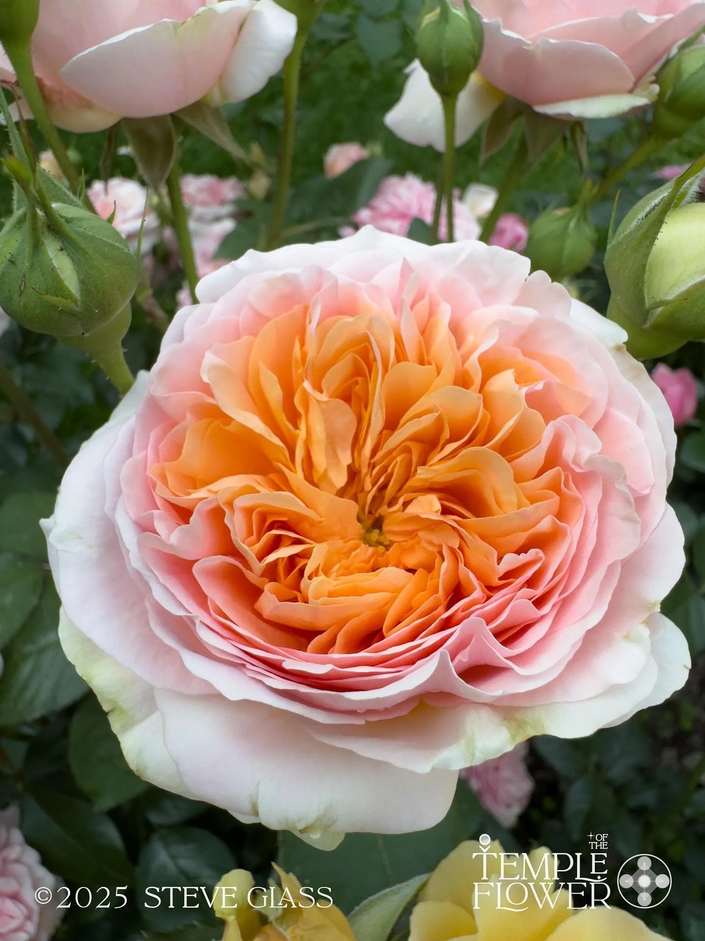 🌹🌹🌹
Rose
Temple Flower
#001 
Emanation of Love, Divine Feminine, sublime Ocean, Gentle powerful guide to 
Unity Within. 

The Rose is Love, given, received and shared, accessible to All. 

144 expressions of Rose 💎🌹 

#sacred #flower #temple #lo