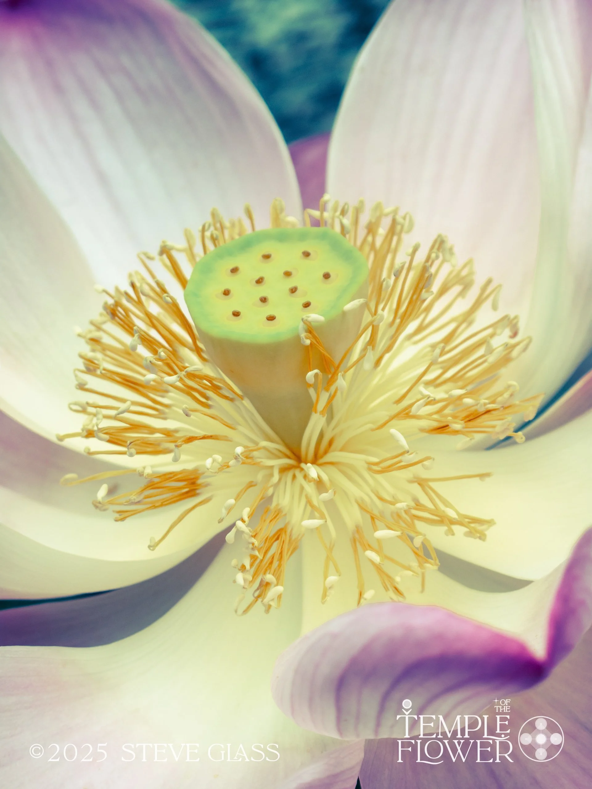The Flowers, lotus &amp; Rose