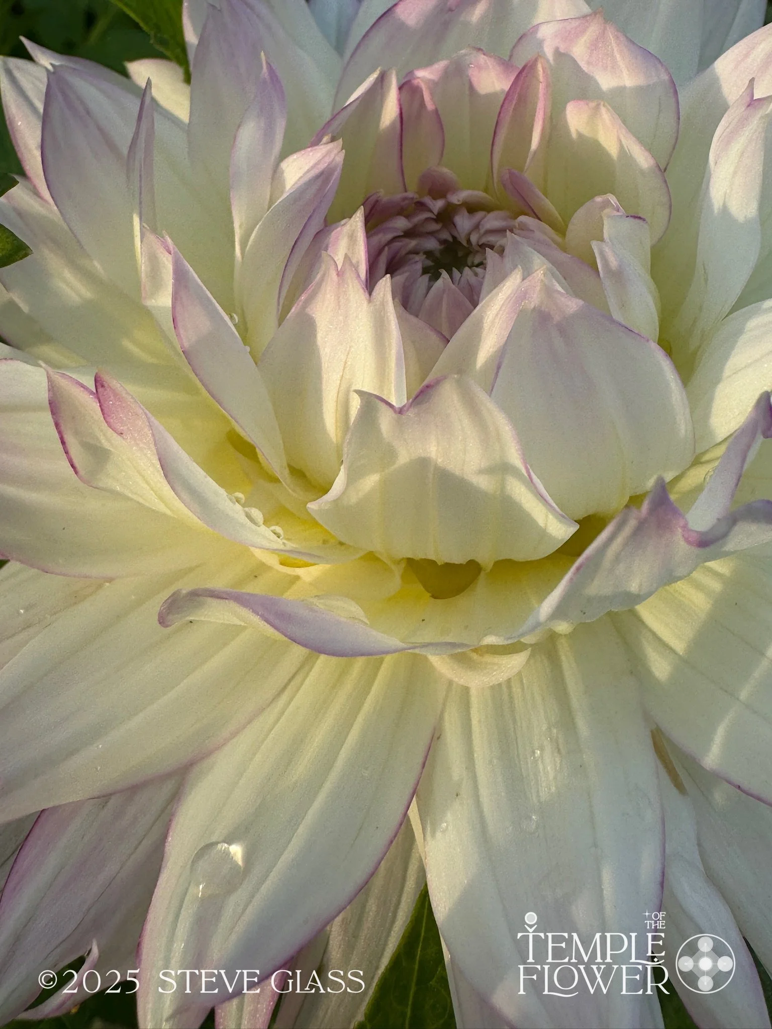 144 solar Flowers 