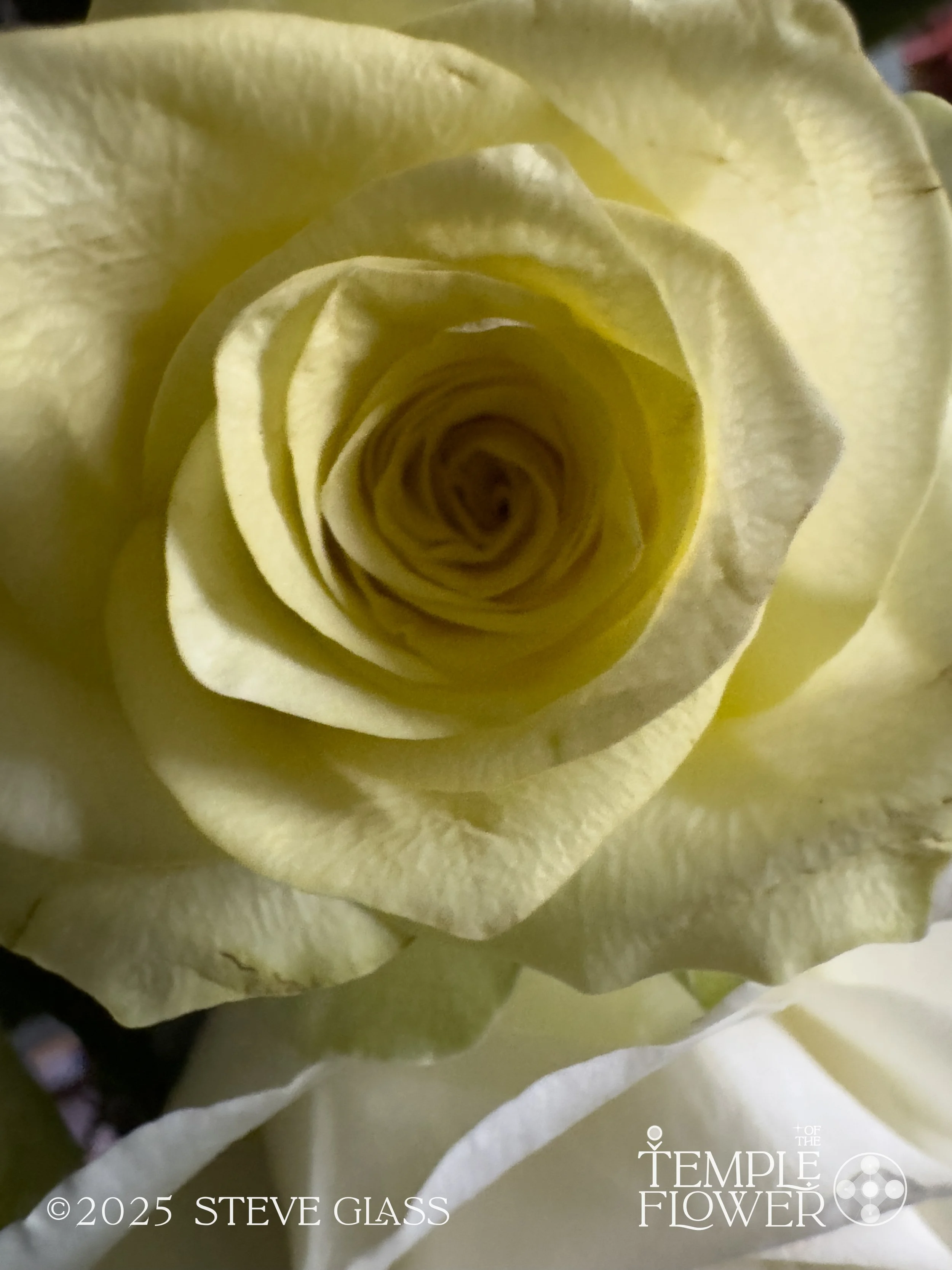 Rose007-2.jpg