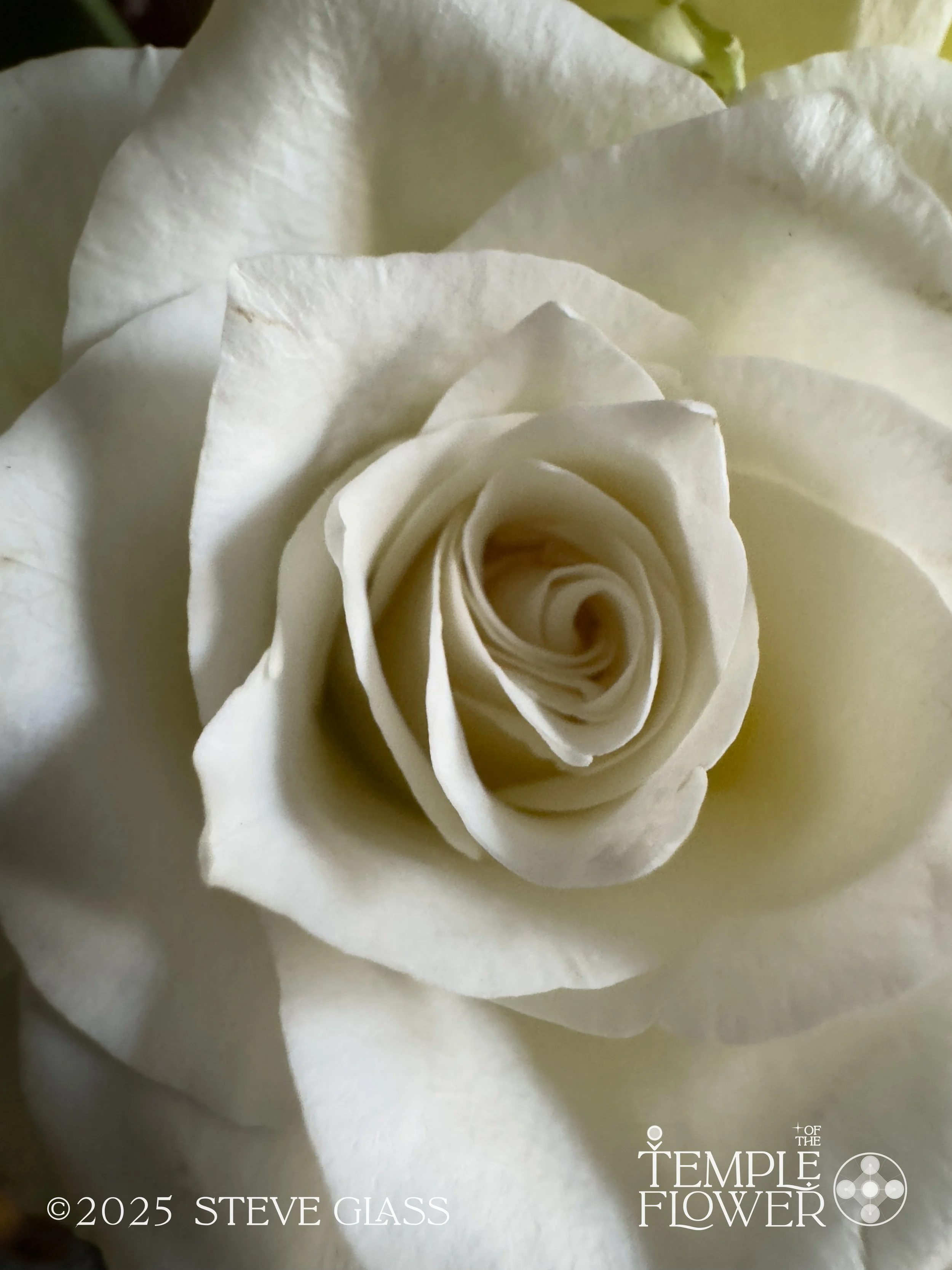 Rosee006-2.jpg