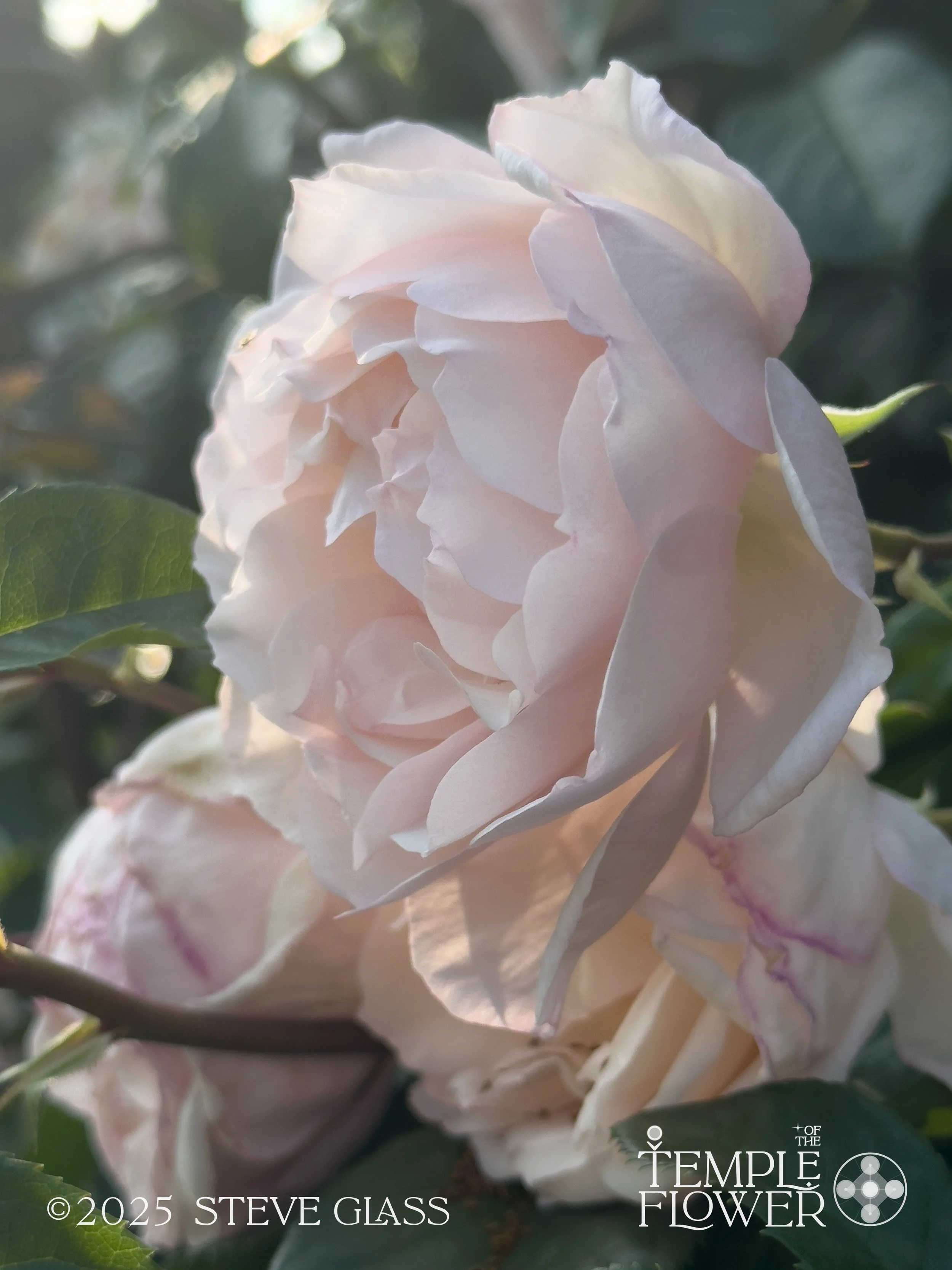 Rose011-2.jpg