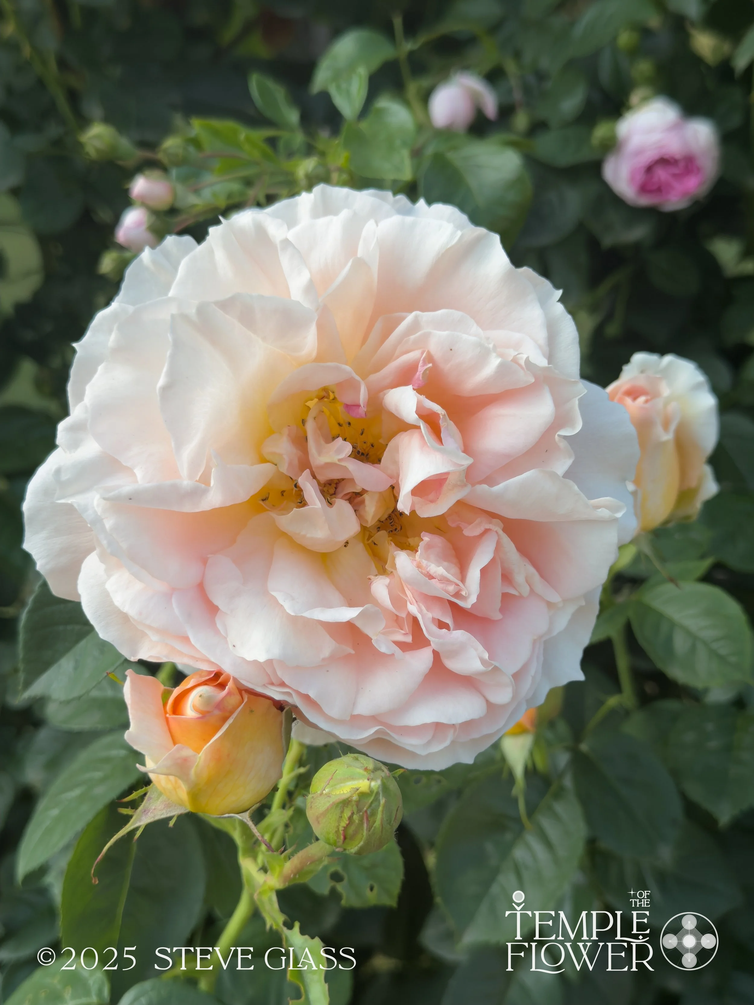 Rose009-2.jpg