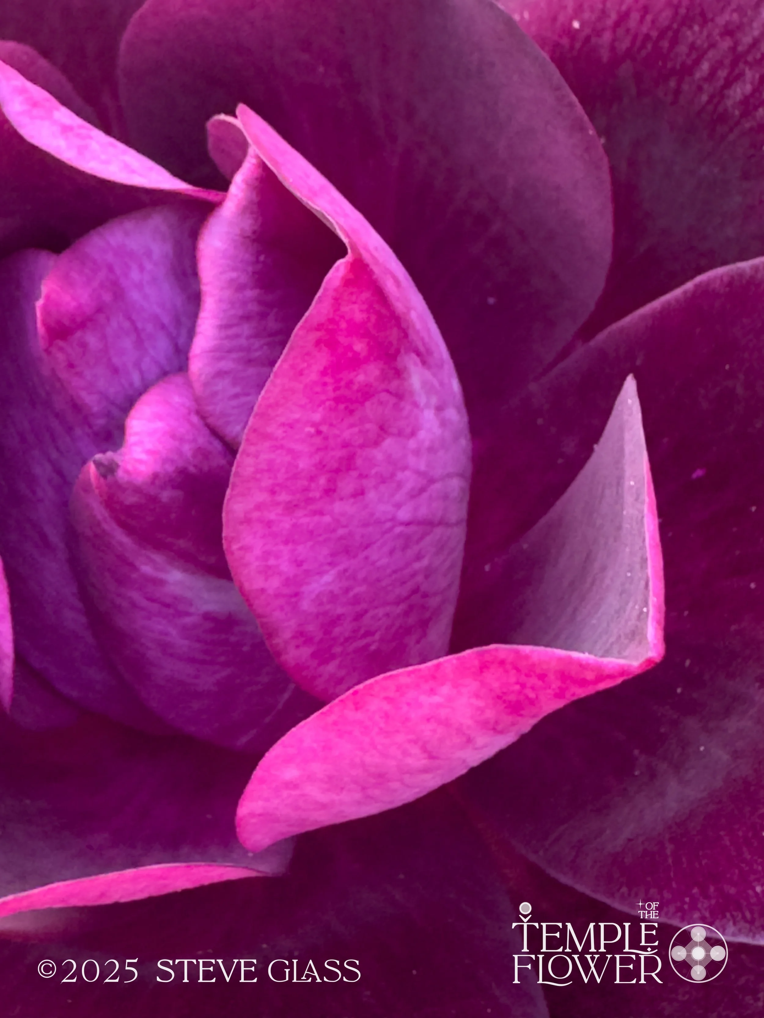 Rose005-2.jpg