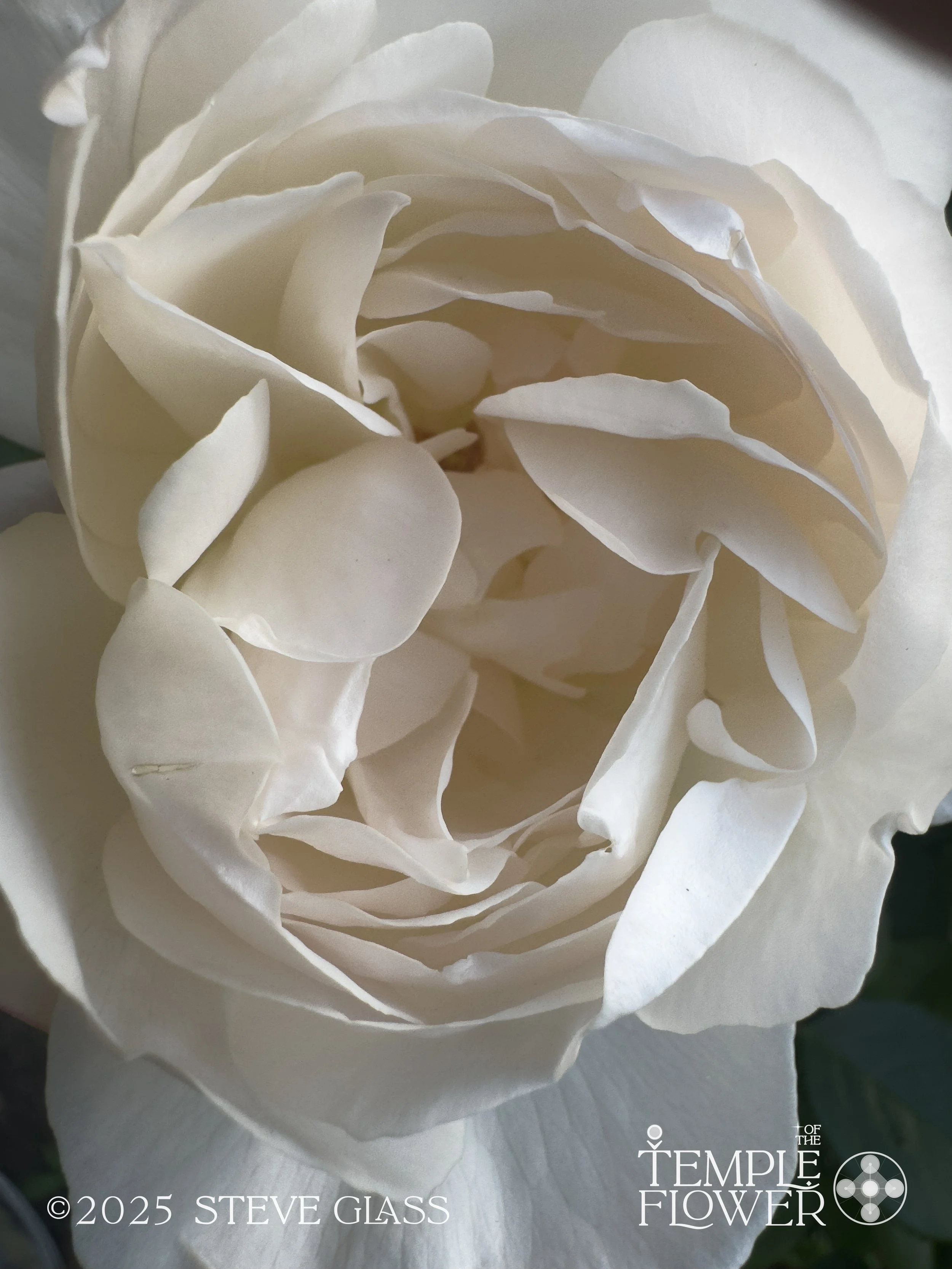Rose002-2.jpg